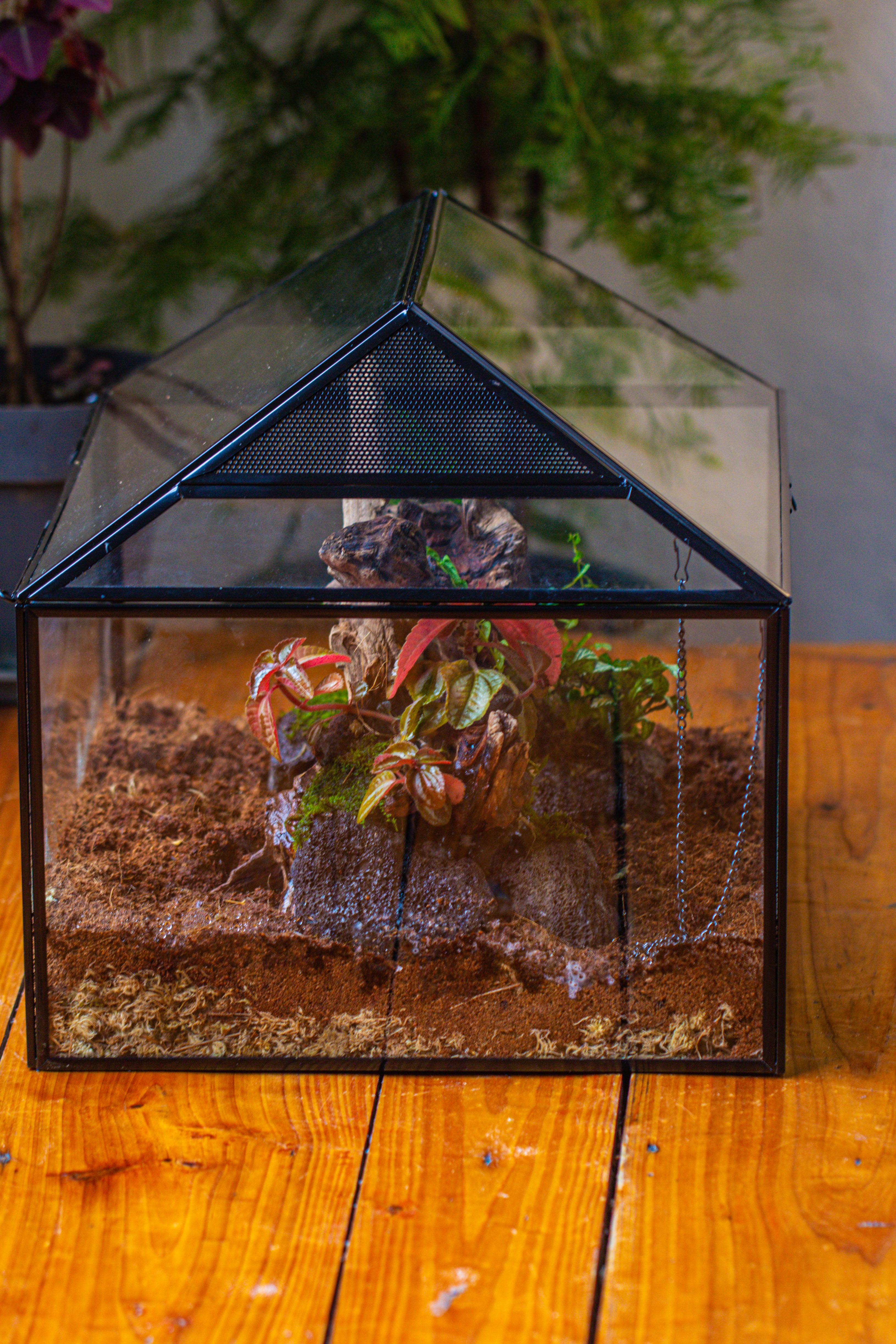 NCYP Handmade Large House Shape Geometric Glass Terrariumn 14x12x12" for Tarantulas - NCYPgarden