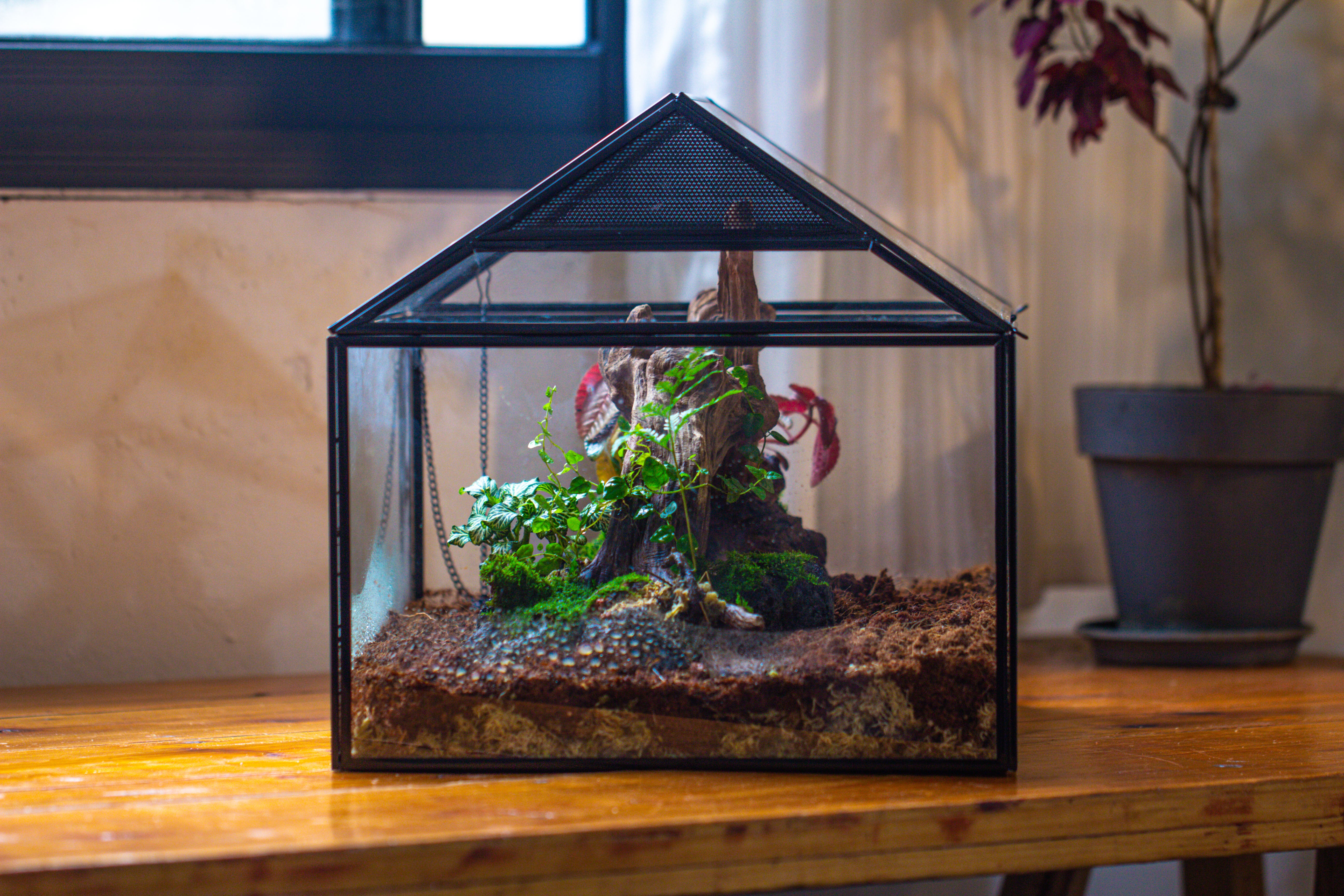 NCYP Handmade Large House Shape Geometric Glass Terrariumn 14x12x12" for Tarantulas - NCYPgarden