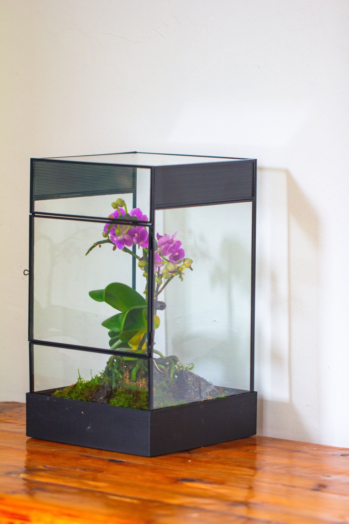 8x8x12 inches Large Handmade Glass Geometric Terrarium with Side Vent, for large insects - NCYPgarden