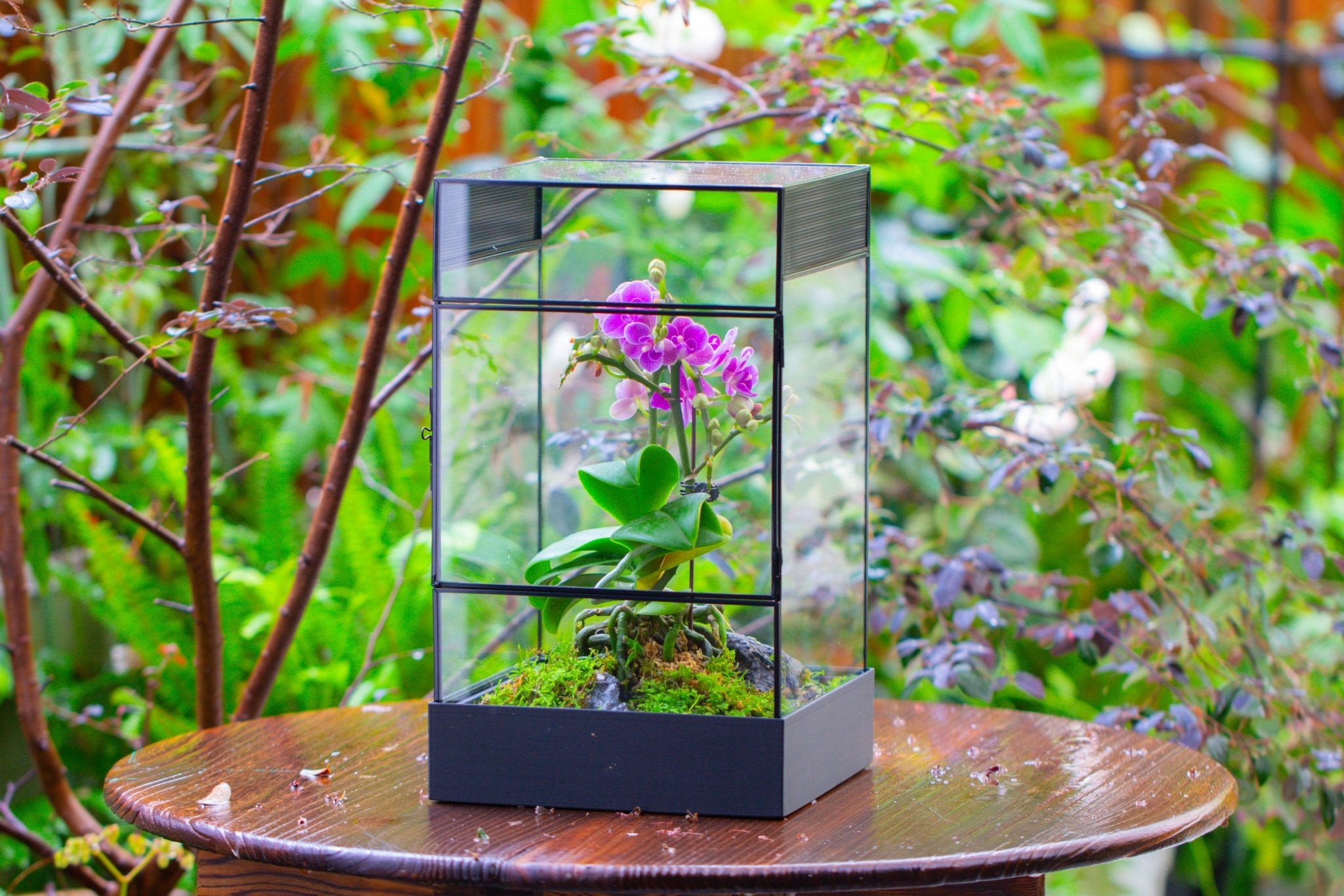 8x8x12 inches Large Handmade Glass Geometric Terrarium with Side Vent, for large insects - NCYPgarden