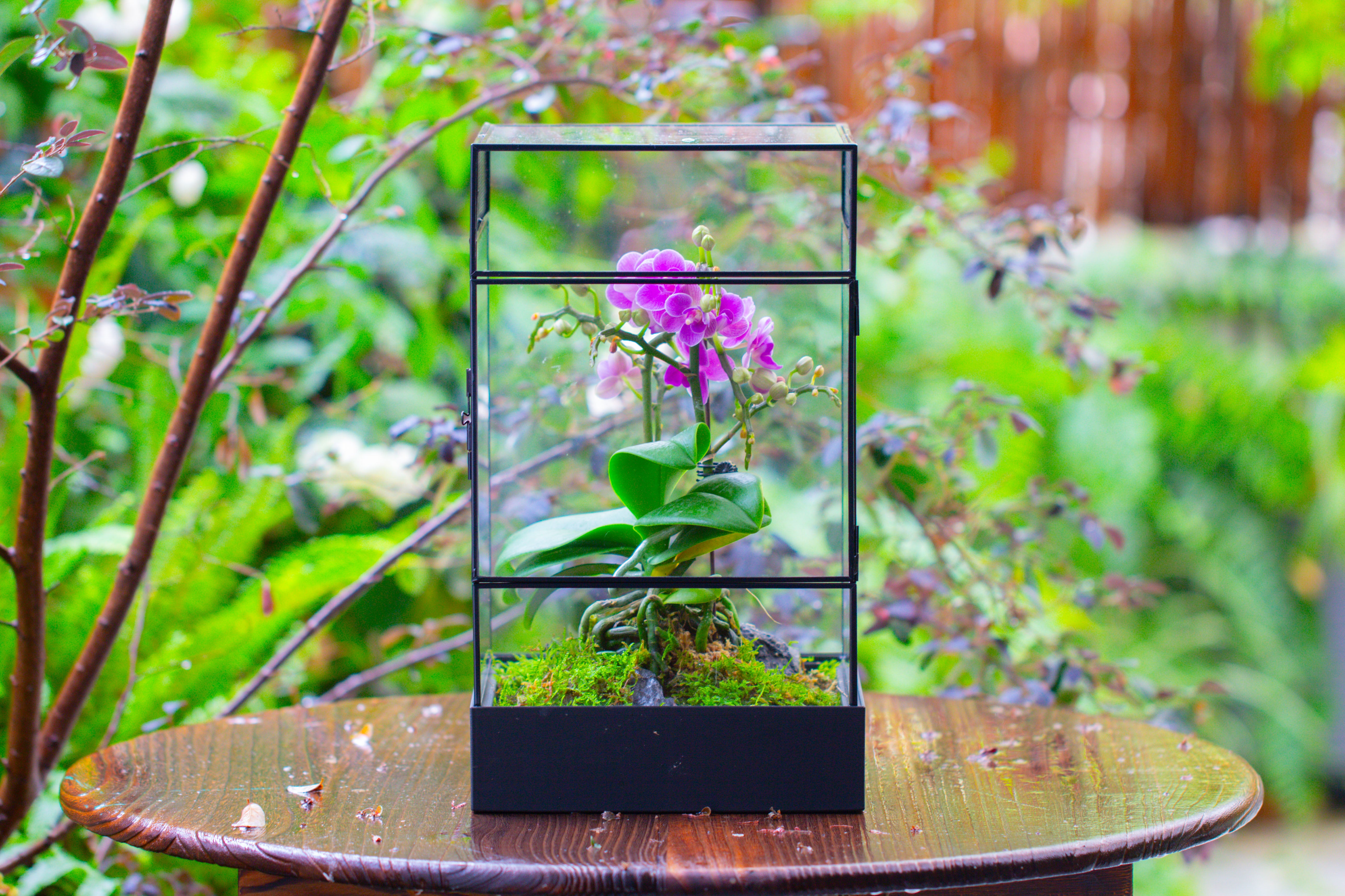 8x8x12 inches Large Handmade Glass Geometric Terrarium with Side Vent, for large insects - NCYPgarden
