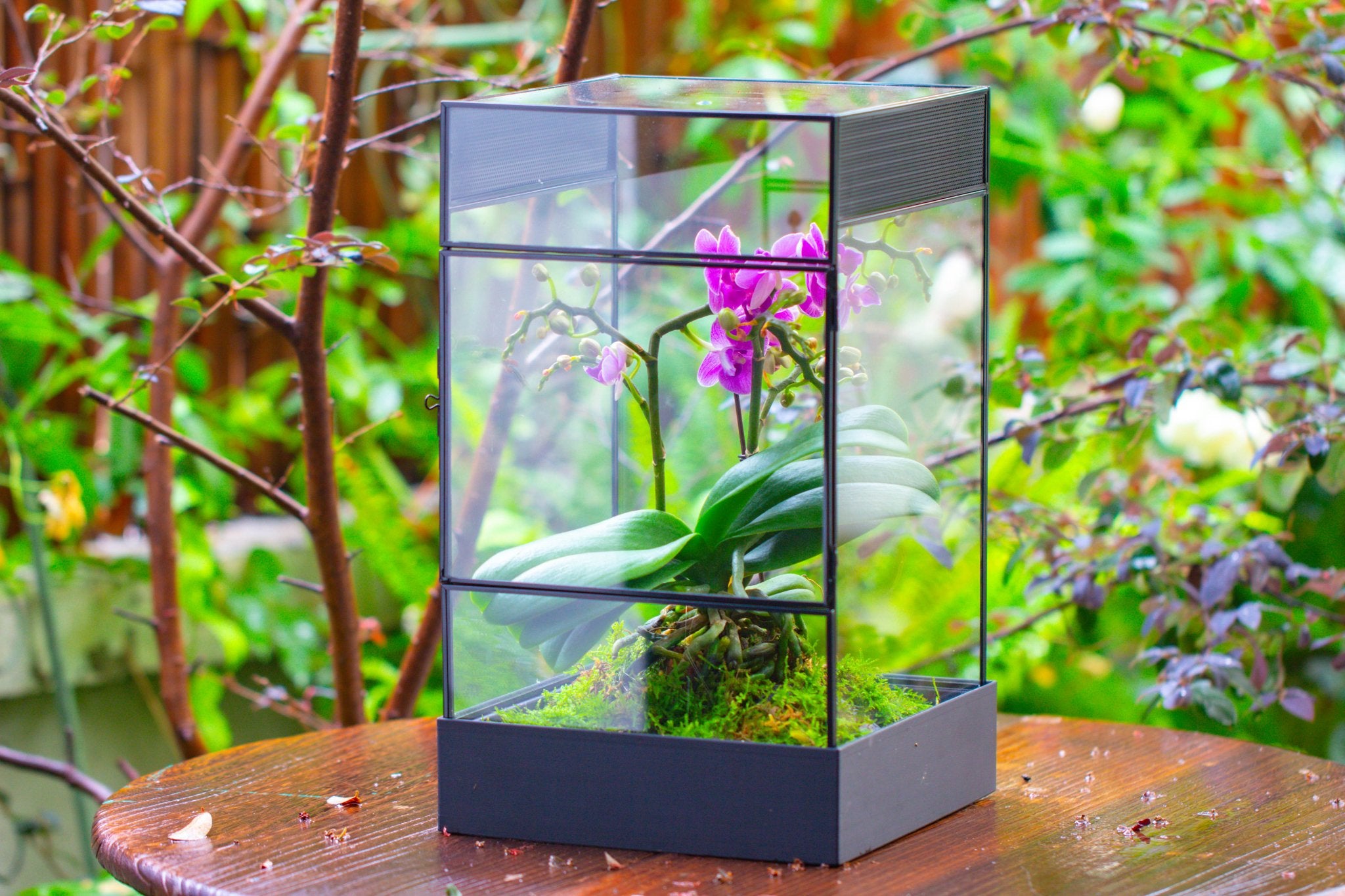 8x8x12 inches Large Handmade Glass Geometric Terrarium with Side Vent, for large insects - NCYPgarden