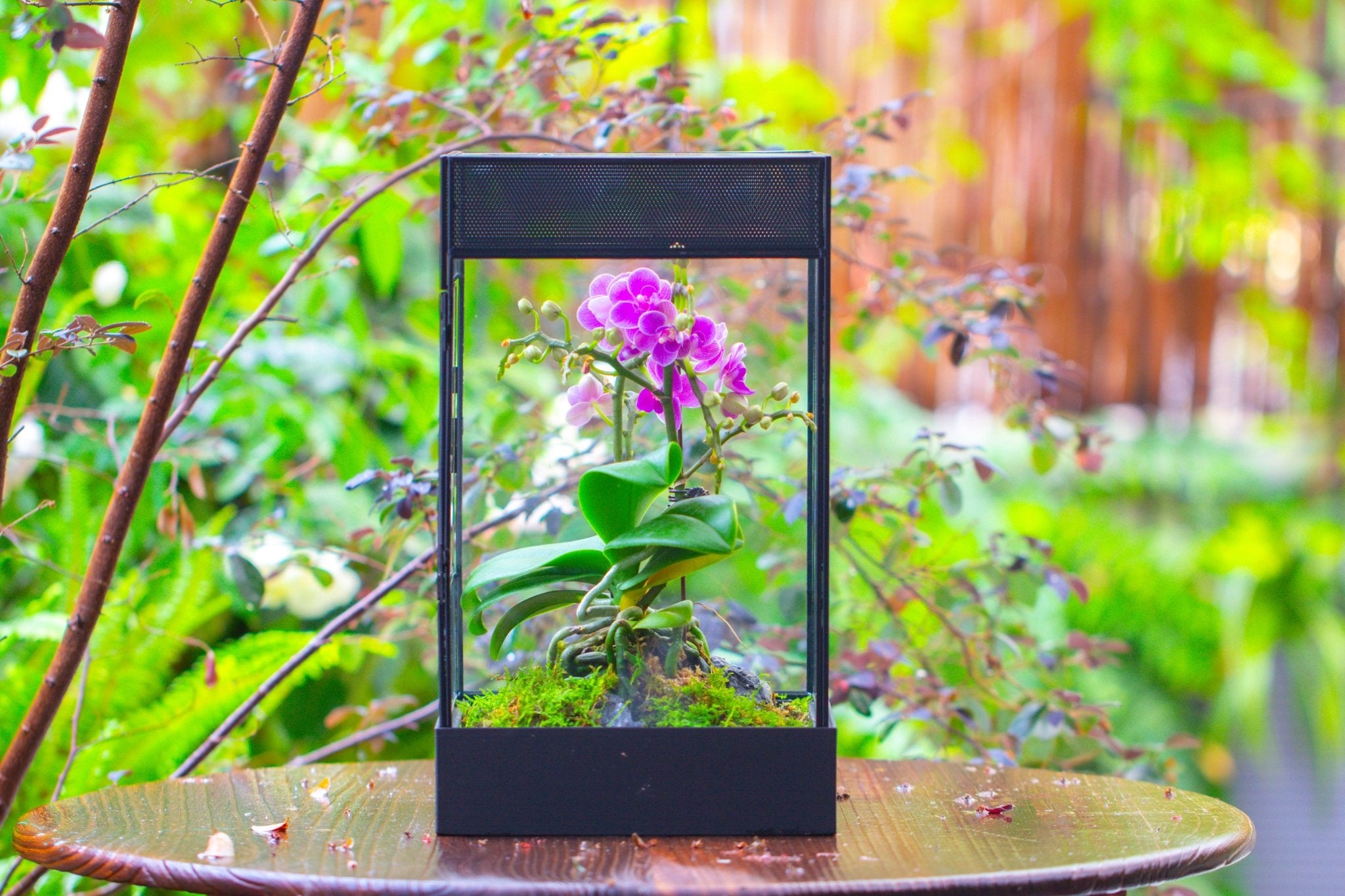 8x8x12 inches Large Handmade Glass Geometric Terrarium with Side Vent, for large insects - NCYPgarden