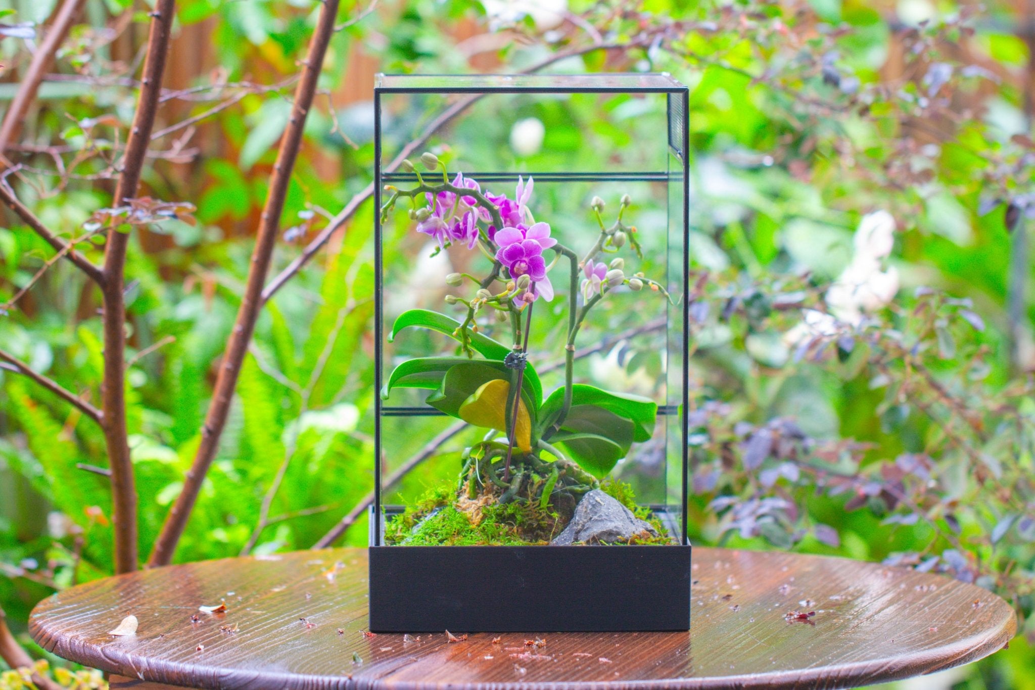 8x8x12 inches Large Handmade Glass Geometric Terrarium with Side Vent, for large insects - NCYPgarden