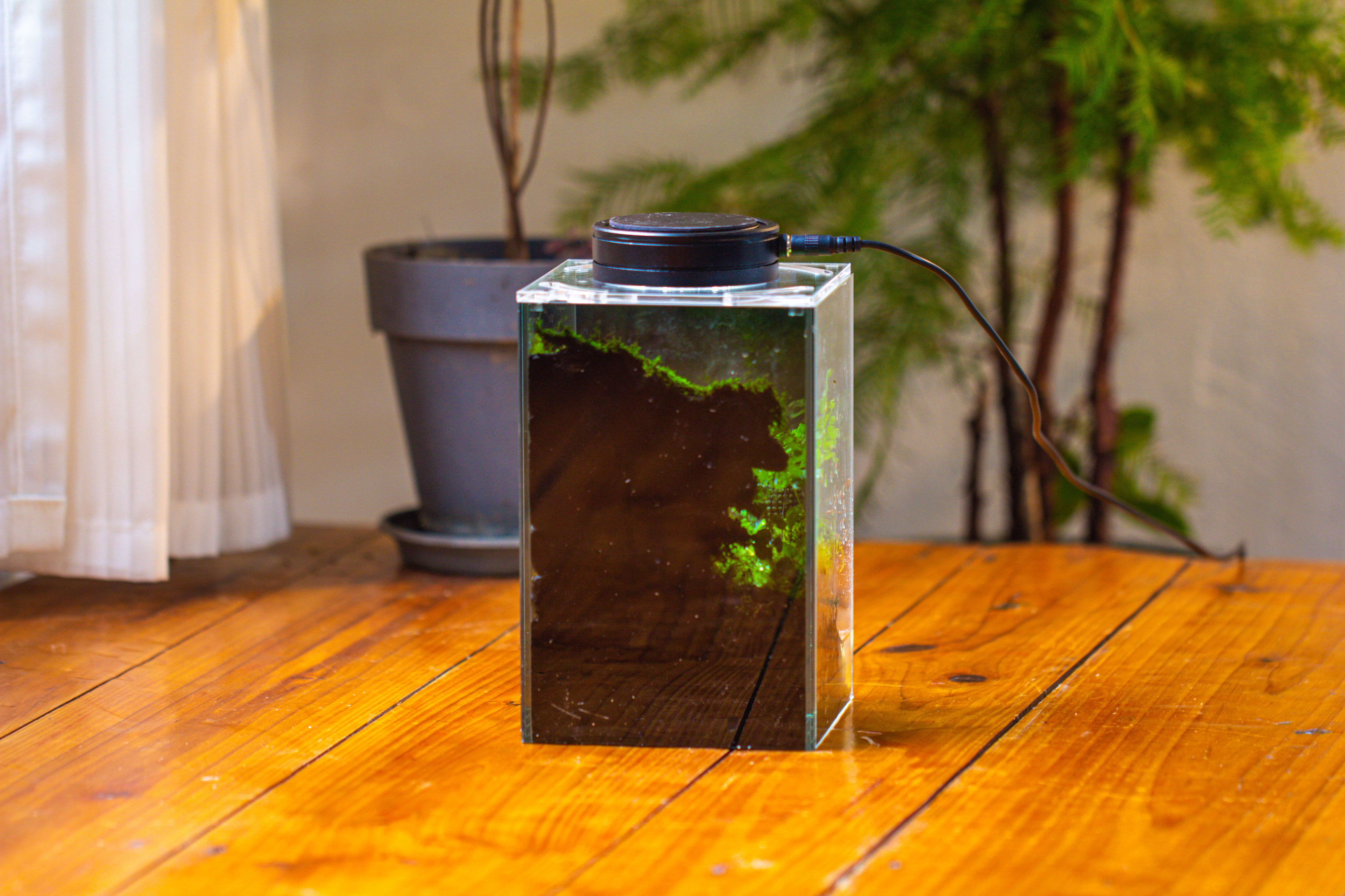 Watertight Glass Terrarium with LED Grow Light, Acrylic Lid for Moss Wall, vertical planting-12x12x18cm / 4.7x4.7x7.1'' - NCYPgarden