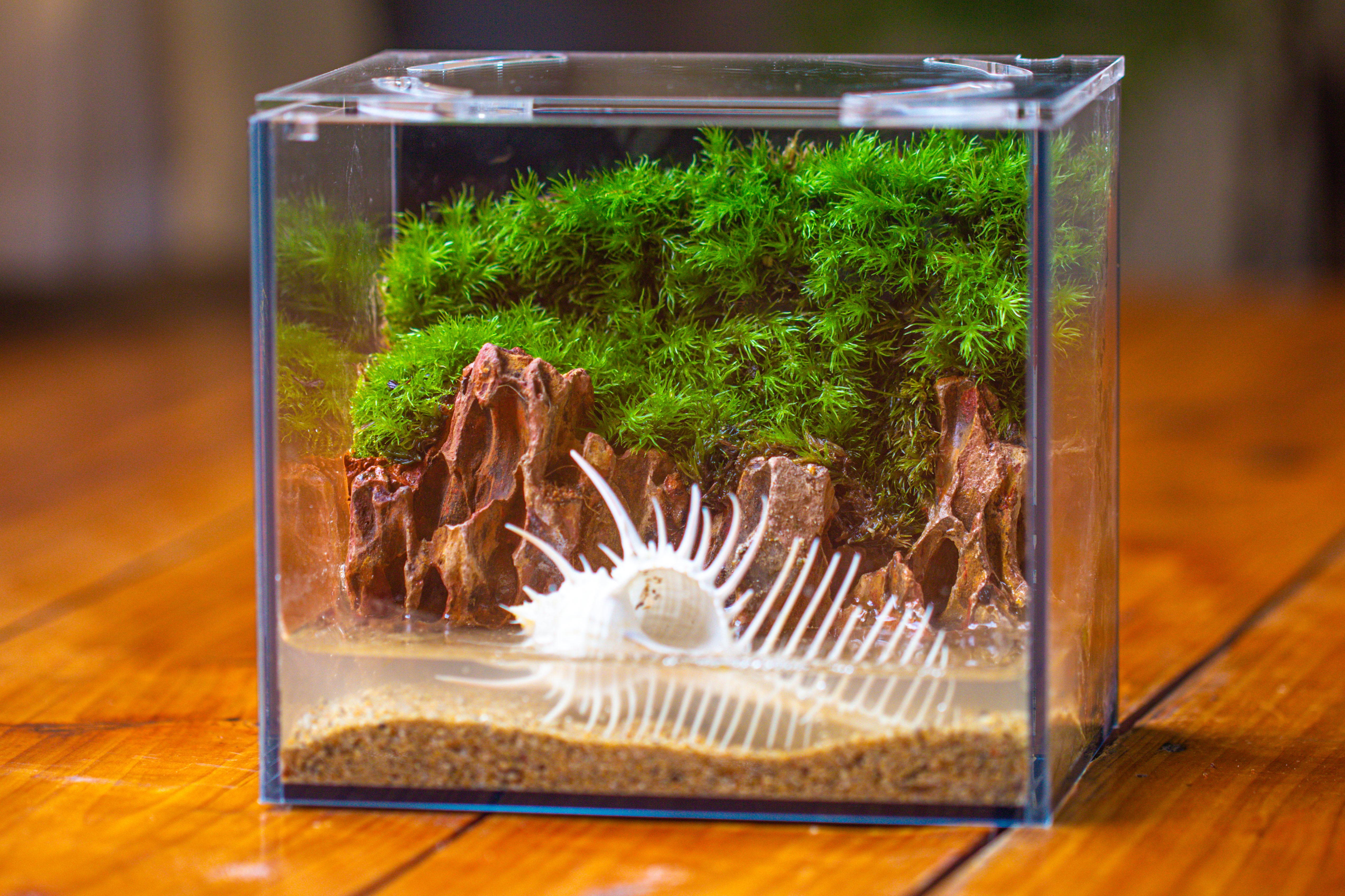 Watertight Glass Terrarium with LED Grow Light, Acrylic Lid for Moss Wall, vertical planting-15x11x13cm / 5.9x4.3x5.1'' - NCYPgarden
