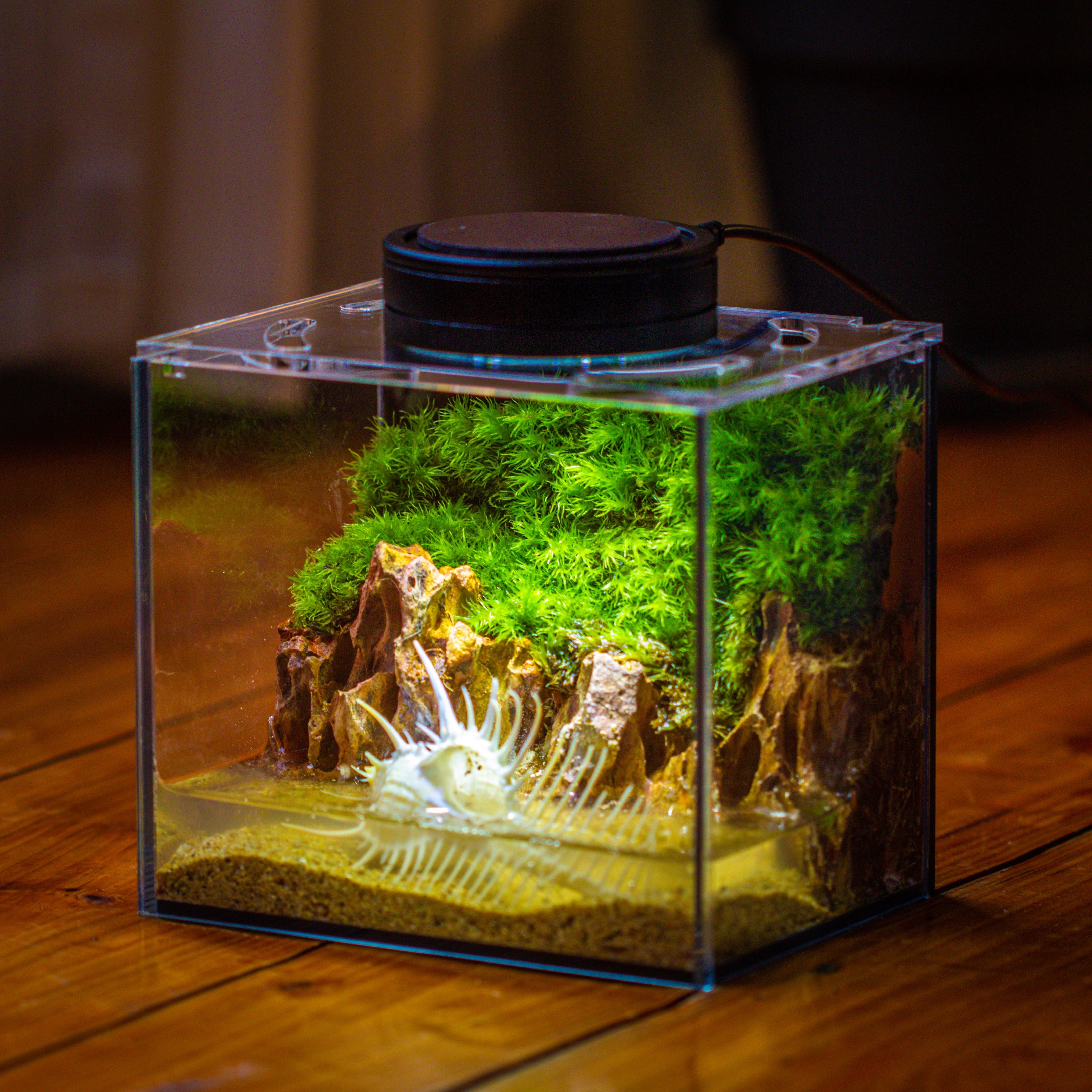 Watertight Glass Terrarium with LED Grow Light, Acrylic Lid for Moss Wall, vertical planting-15x11x13cm / 5.9x4.3x5.1'' - NCYPgarden