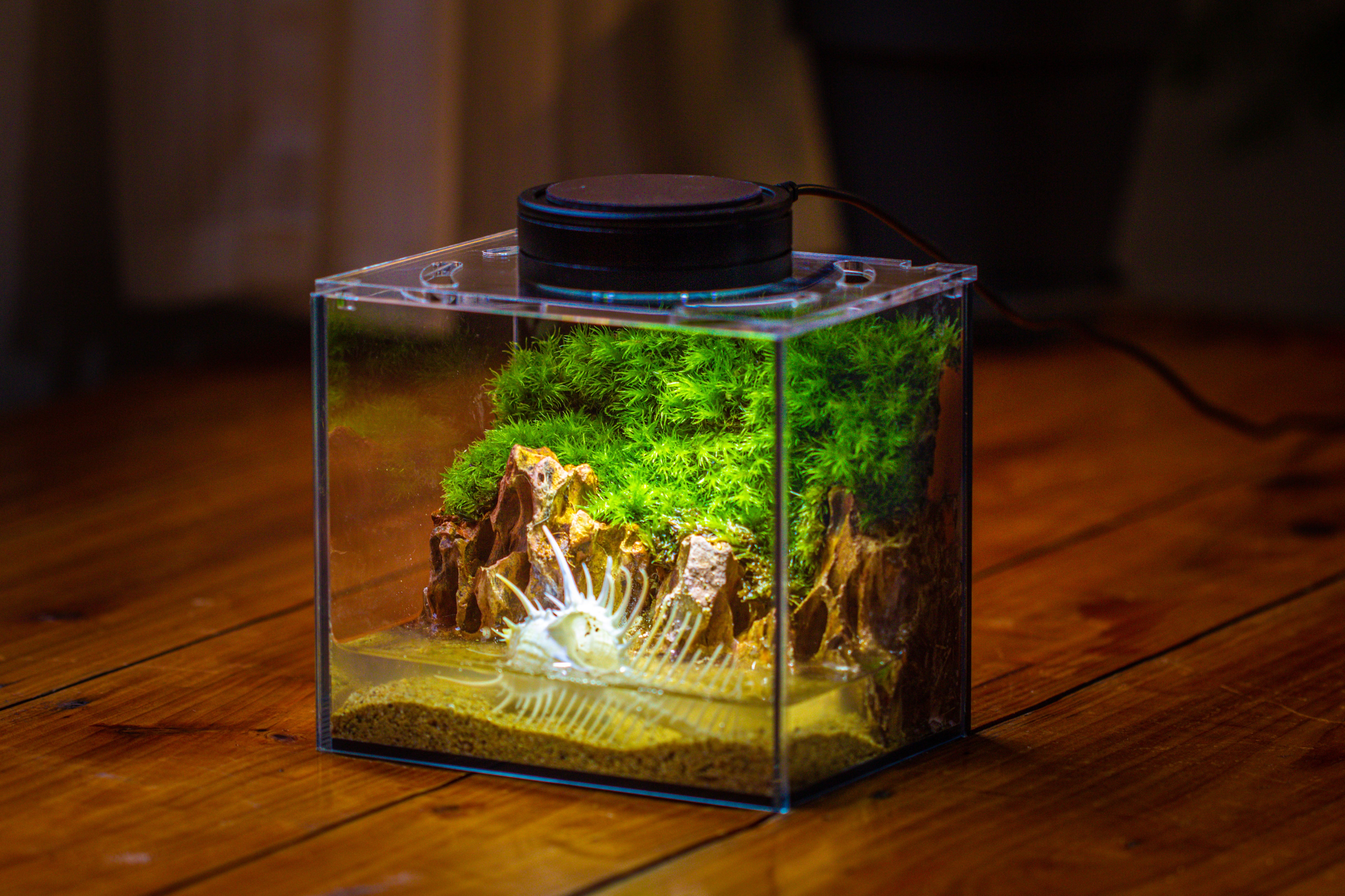 Watertight Glass Terrarium with LED Grow Light, Acrylic Lid for Moss Wall, vertical planting -15x11x13cm / 5.9x4.3x5.1'' - NCYPgarden