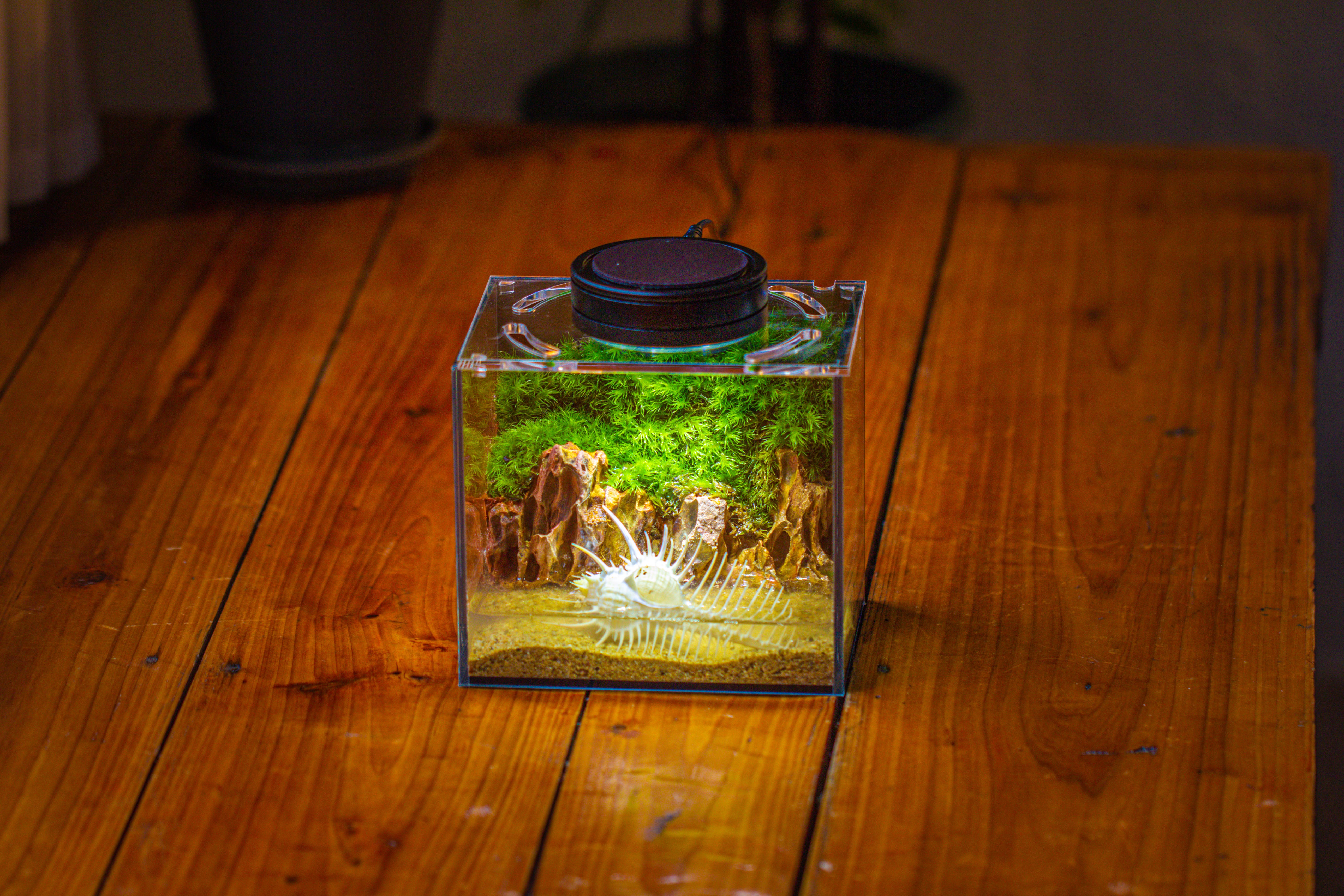 Watertight Glass Terrarium with LED Grow Light, Acrylic Lid for Moss Wall, vertical planting -15x11x13cm / 5.9x4.3x5.1'' - NCYPgarden