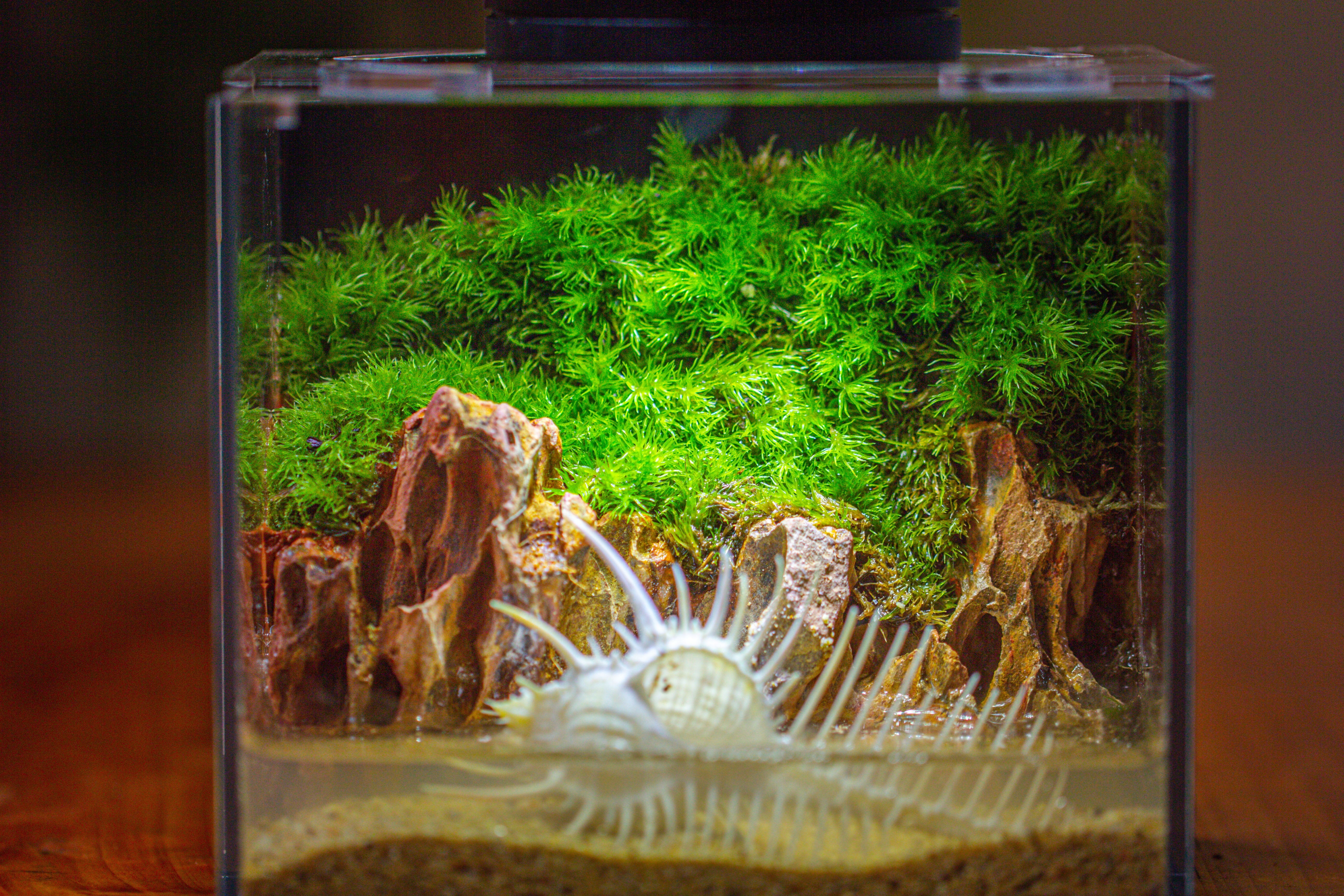 Watertight Glass Terrarium with LED Grow Light, Acrylic Lid for Moss Wall, vertical planting -15x11x13cm / 5.9x4.3x5.1'' - NCYPgarden