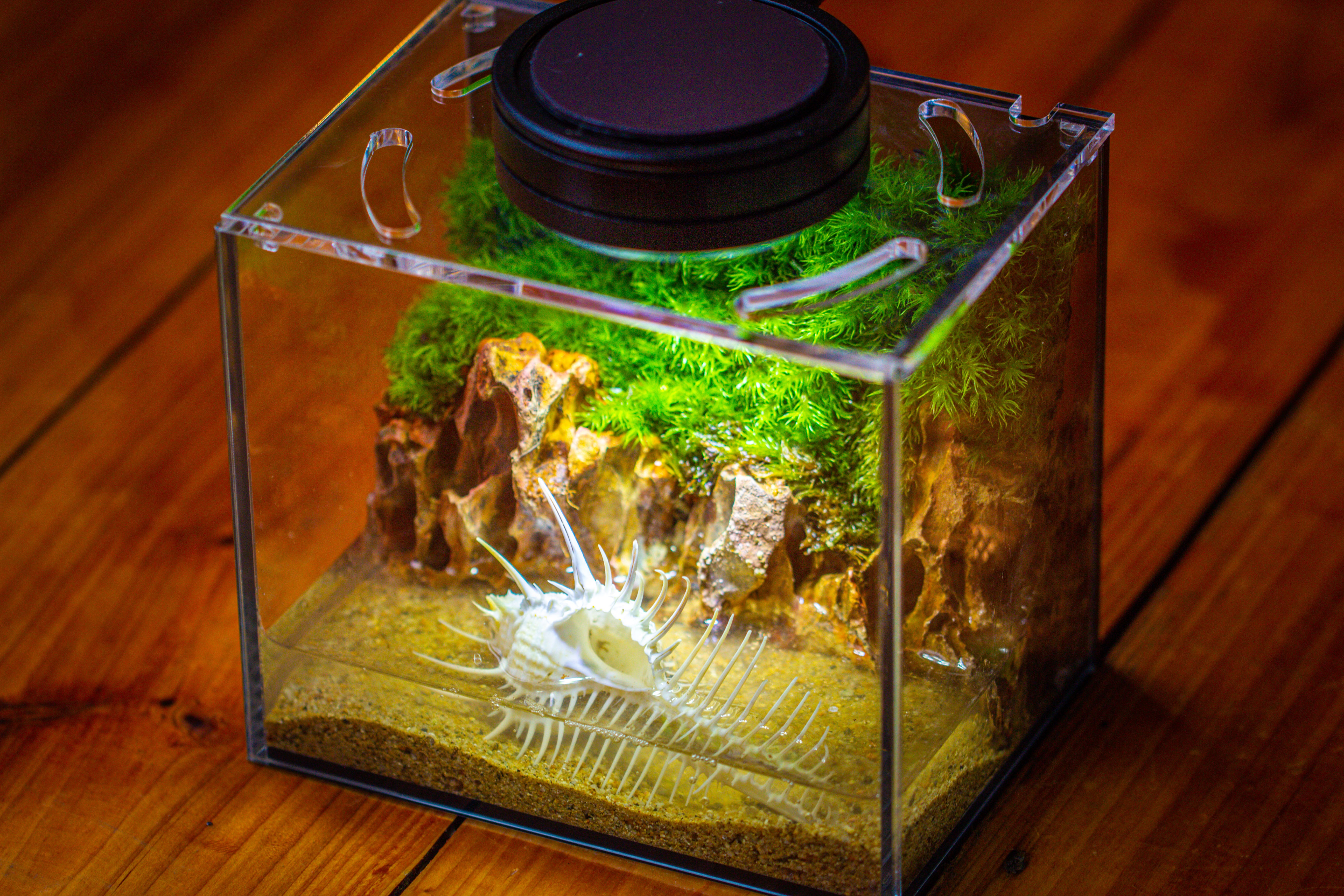 Watertight Glass Terrarium with LED Grow Light, Acrylic Lid for Moss Wall, vertical planting -15x11x13cm / 5.9x4.3x5.1'' - NCYPgarden