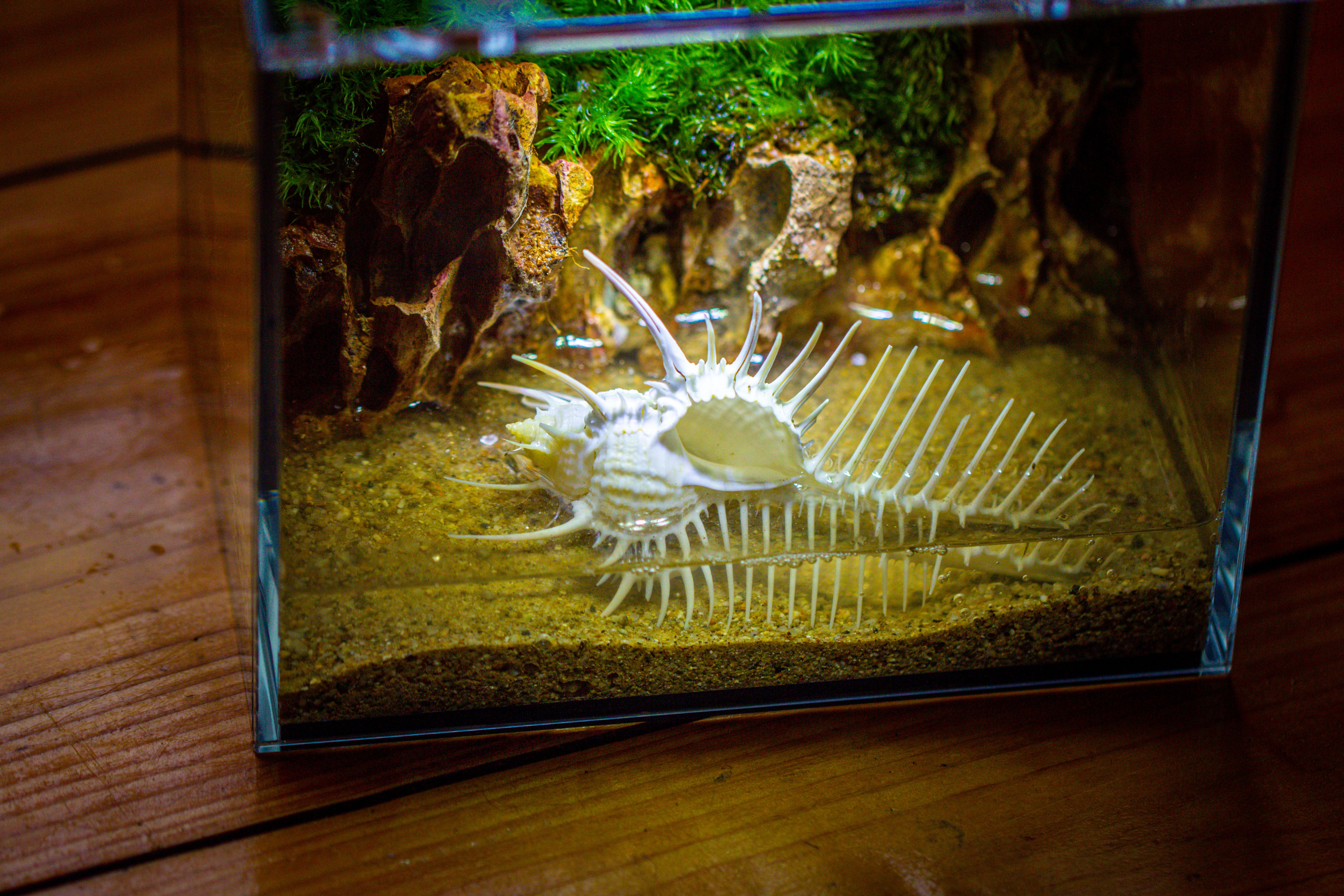 Watertight Glass Terrarium with LED Grow Light, Acrylic Lid for Moss Wall, vertical planting-15x11x13cm / 5.9x4.3x5.1'' - NCYPgarden