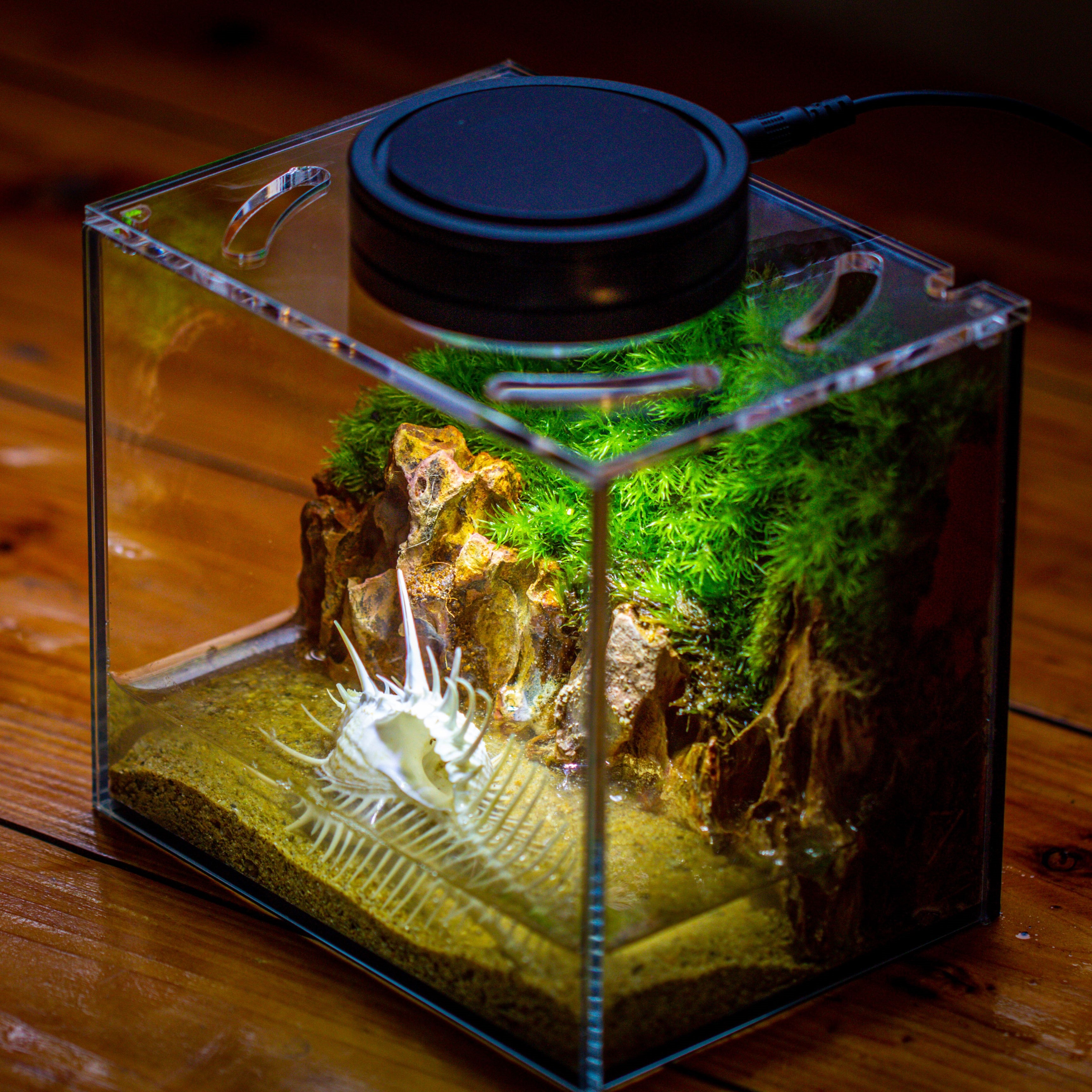 Watertight Glass Terrarium with LED Grow Light, Acrylic Lid for Moss Wall, vertical planting -15x11x13cm / 5.9x4.3x5.1'' - NCYPgarden