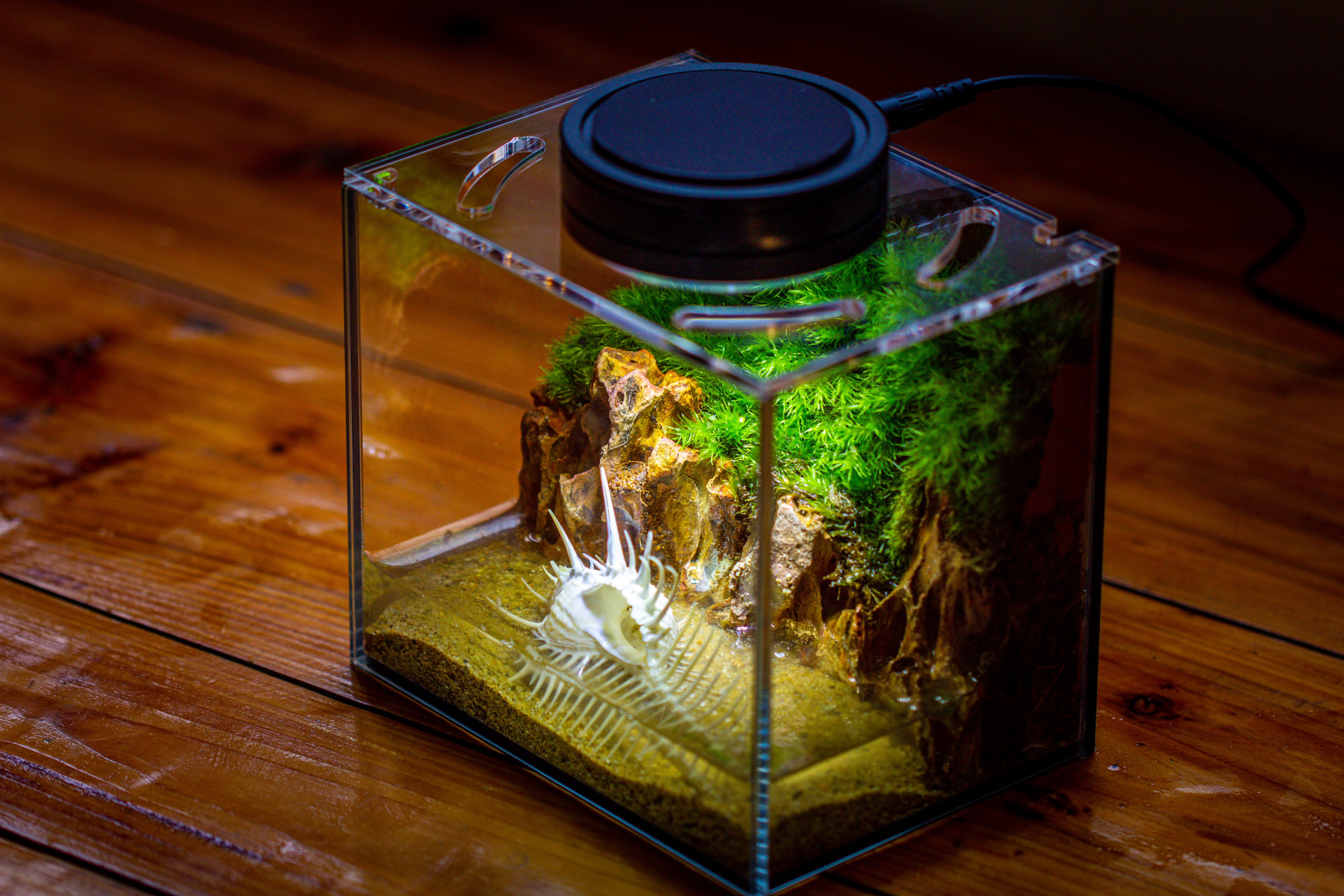 Watertight Glass Terrarium with LED Grow Light, Acrylic Lid for Moss Wall, vertical planting -15x11x13cm / 5.9x4.3x5.1'' - NCYPgarden