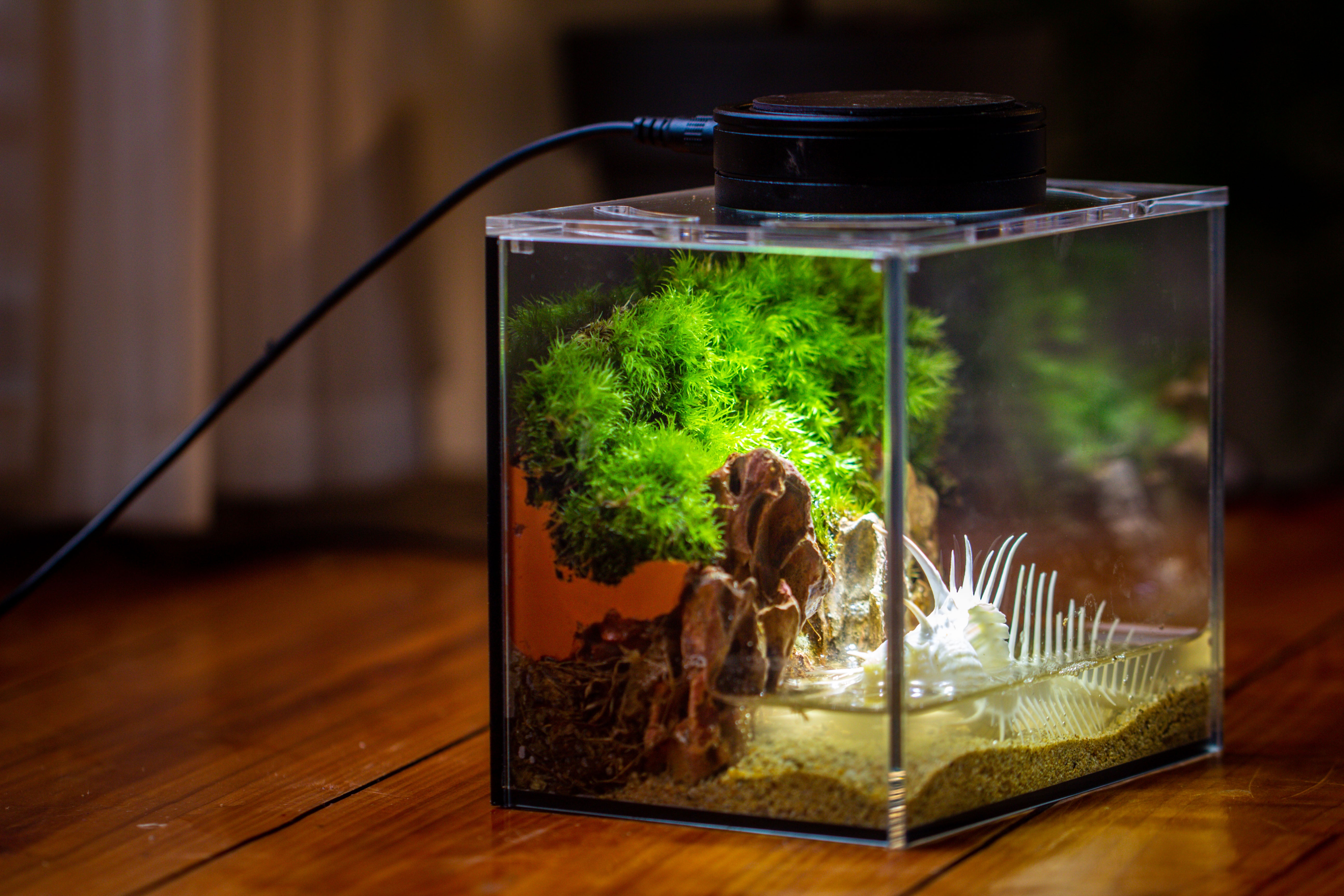 Watertight Glass Terrarium with LED Grow Light, Acrylic Lid for Moss Wall, vertical planting -15x11x13cm / 5.9x4.3x5.1'' - NCYPgarden