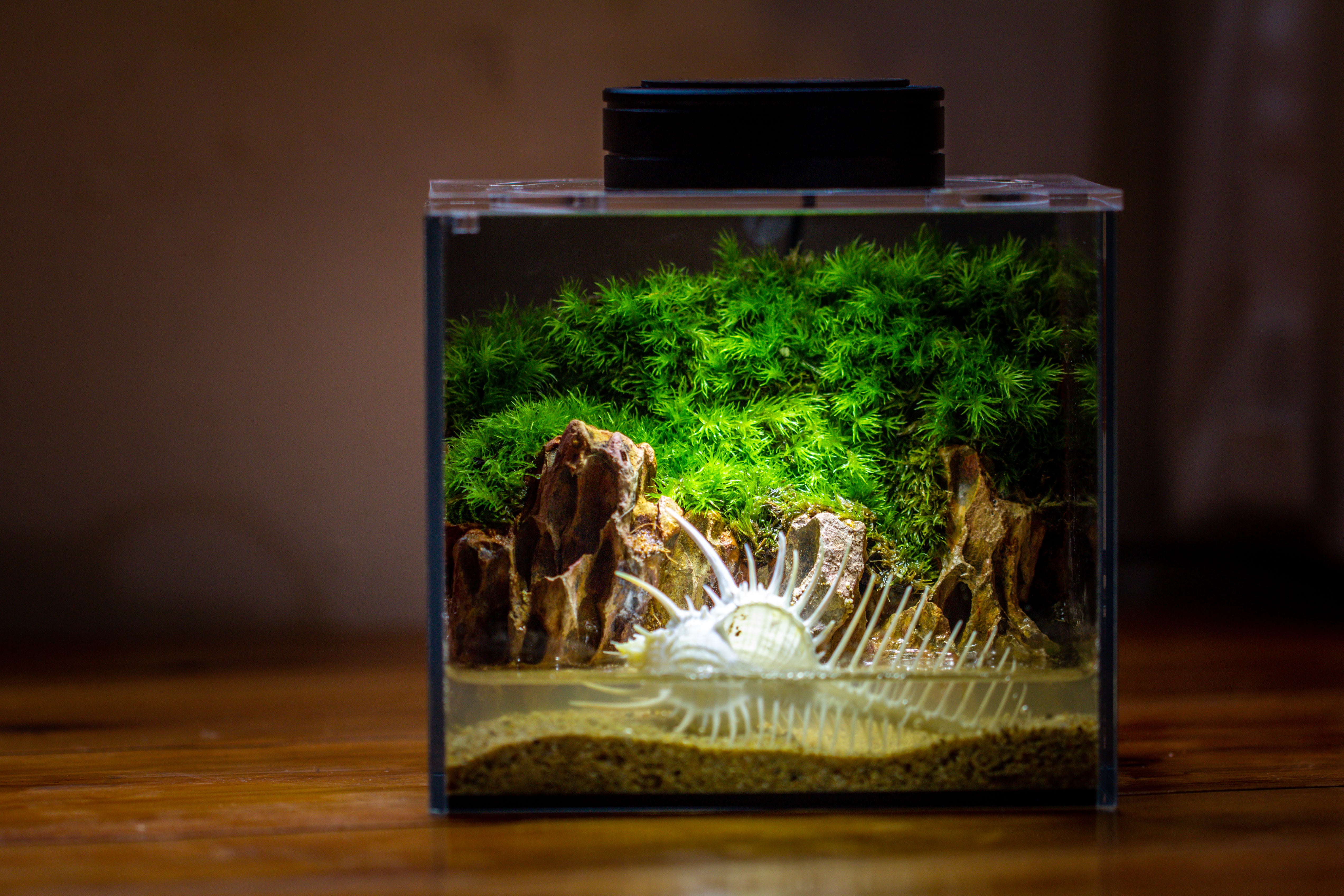 Watertight Glass Terrarium with LED Grow Light, Acrylic Lid for Moss Wall, vertical planting -15x11x13cm / 5.9x4.3x5.1'' - NCYPgarden