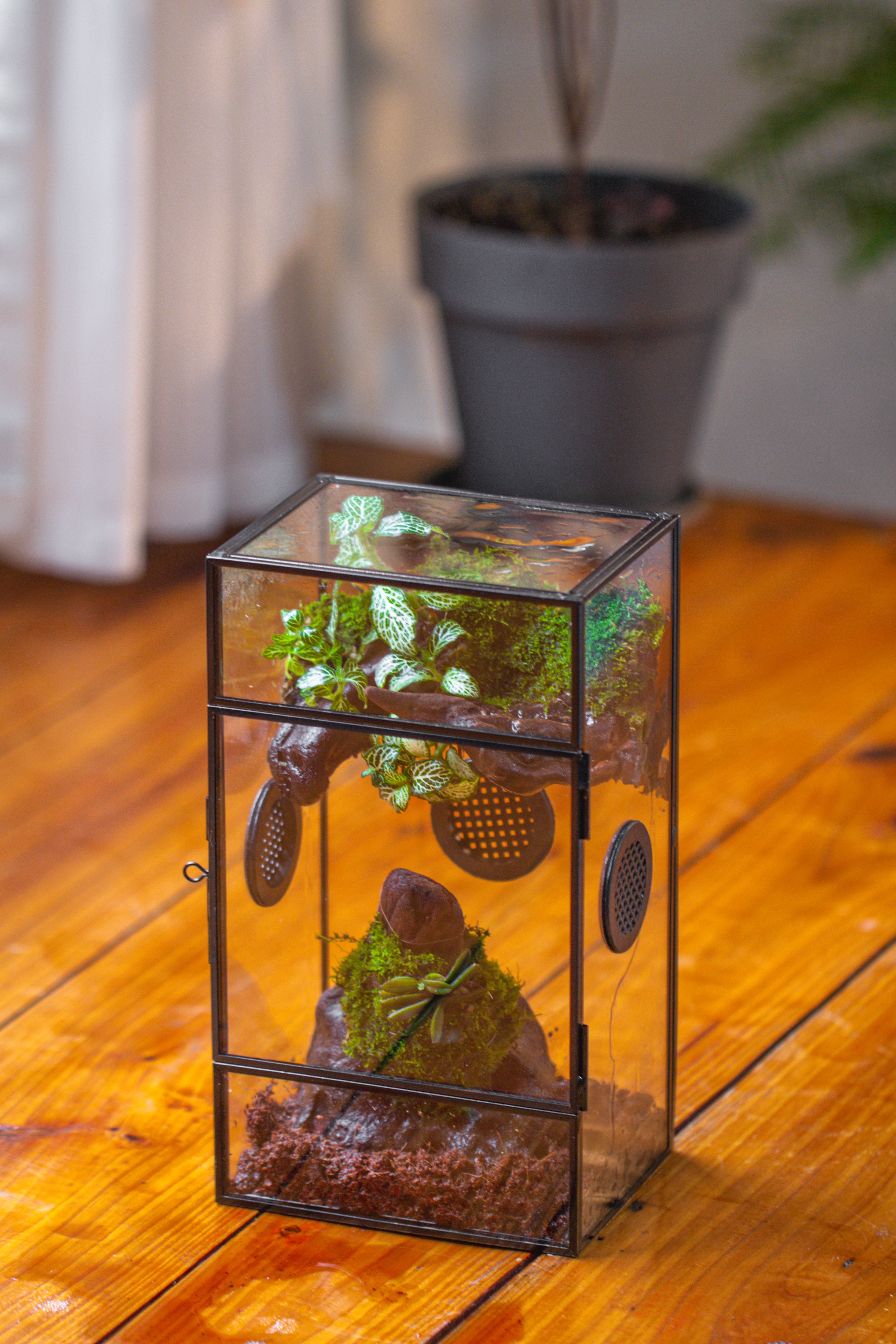 Glass Rectangle Terrarium Enclosure  for Small Insect, Jumping Spider, Snail - NCYPgarden