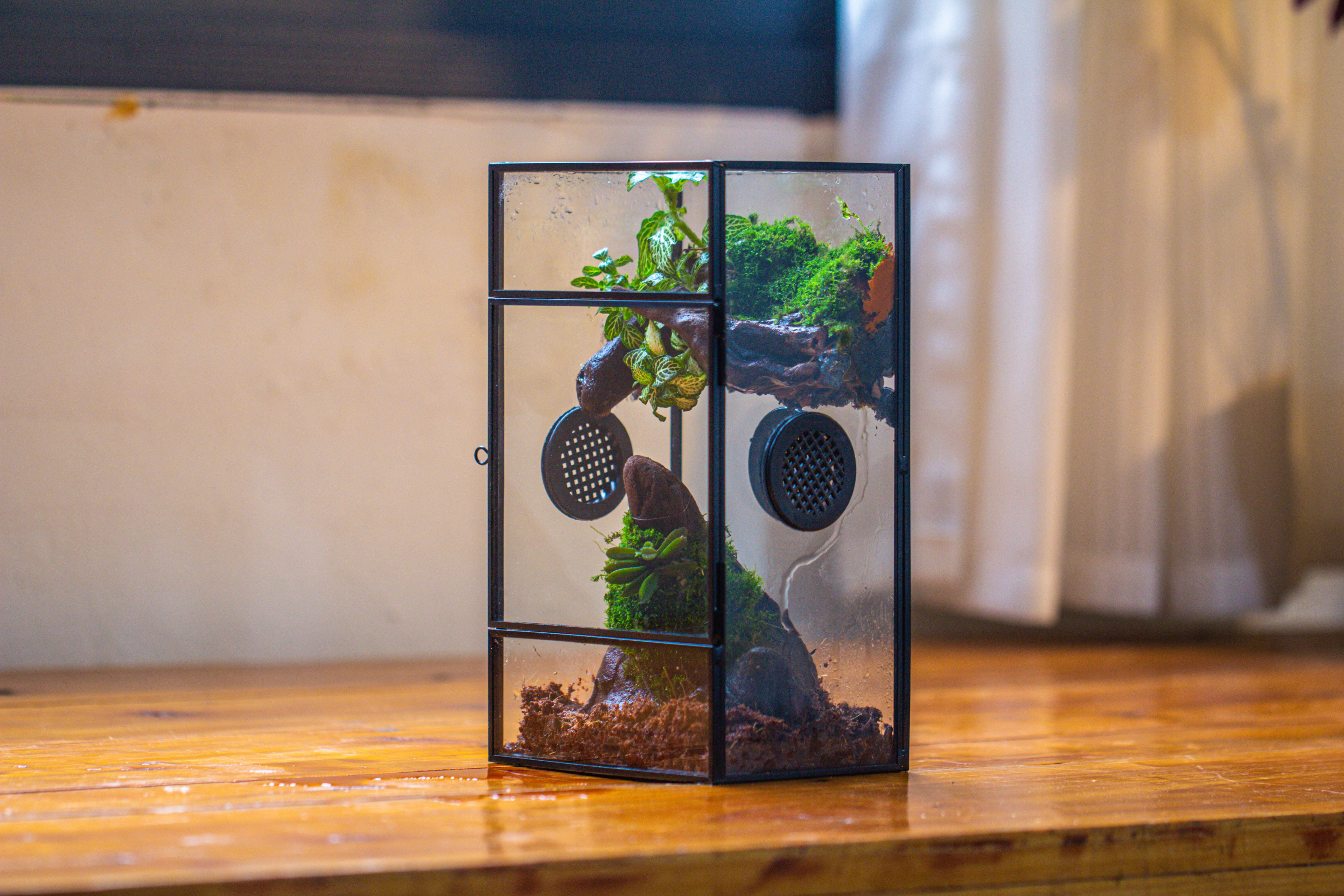 Glass Rectangle Terrarium Enclosure  for Small Insect, Jumping Spider, Snail - NCYPgarden