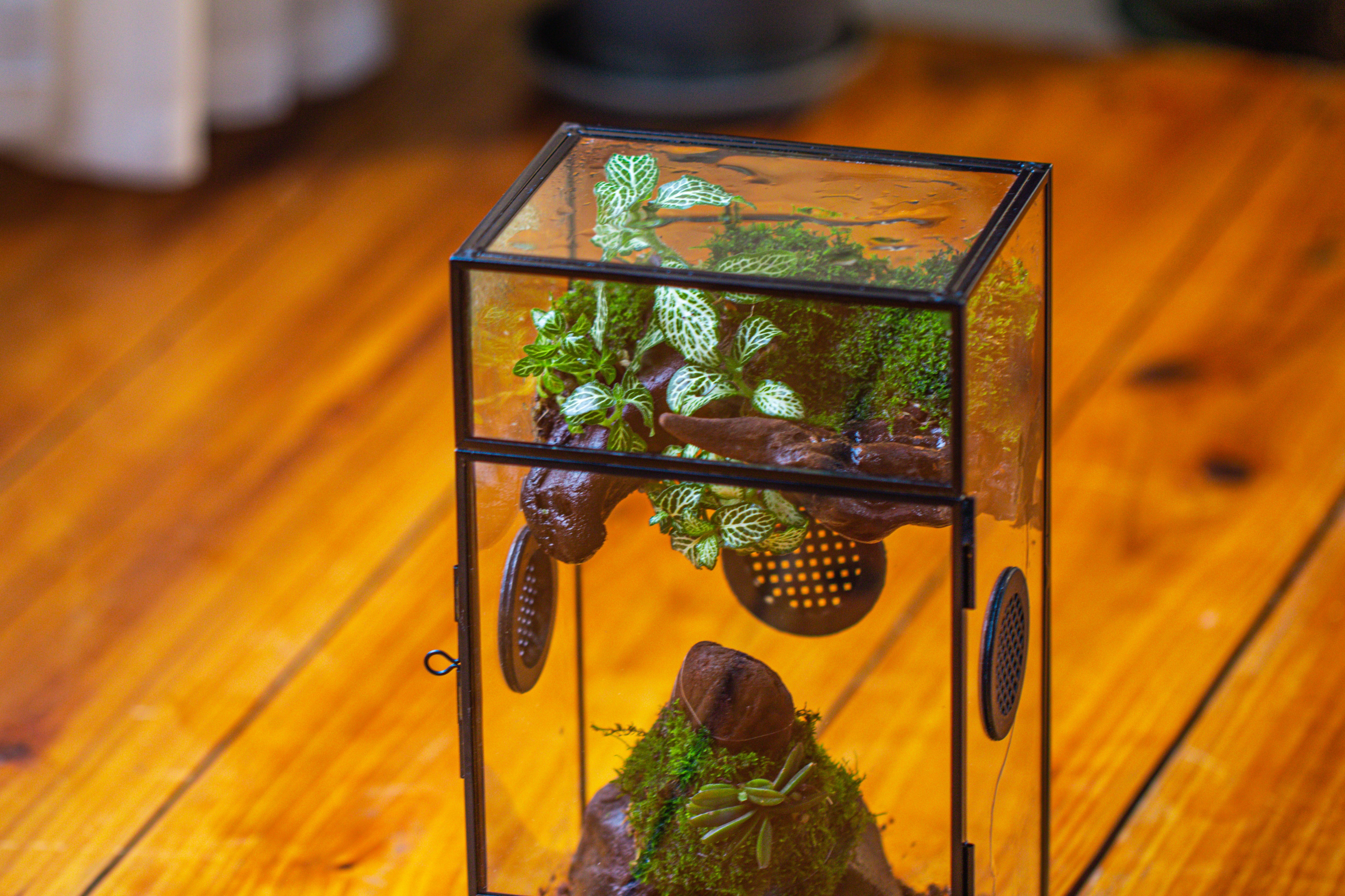 Glass Rectangle Terrarium Enclosure  for Small Insect, Jumping Spider, Snail - NCYPgarden