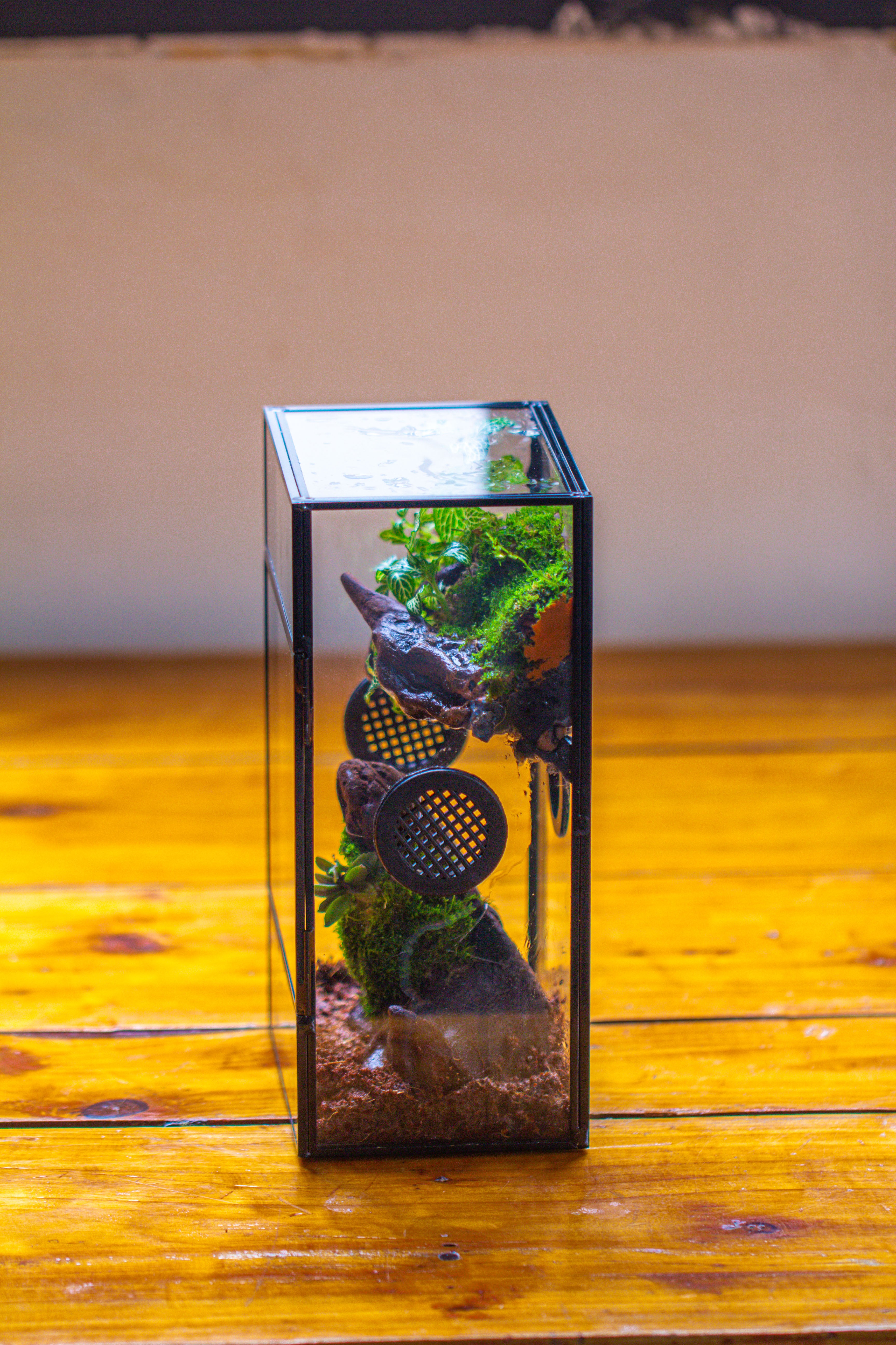 Glass Rectangle Terrarium Enclosure  for Small Insect, Jumping Spider, Snail - NCYPgarden