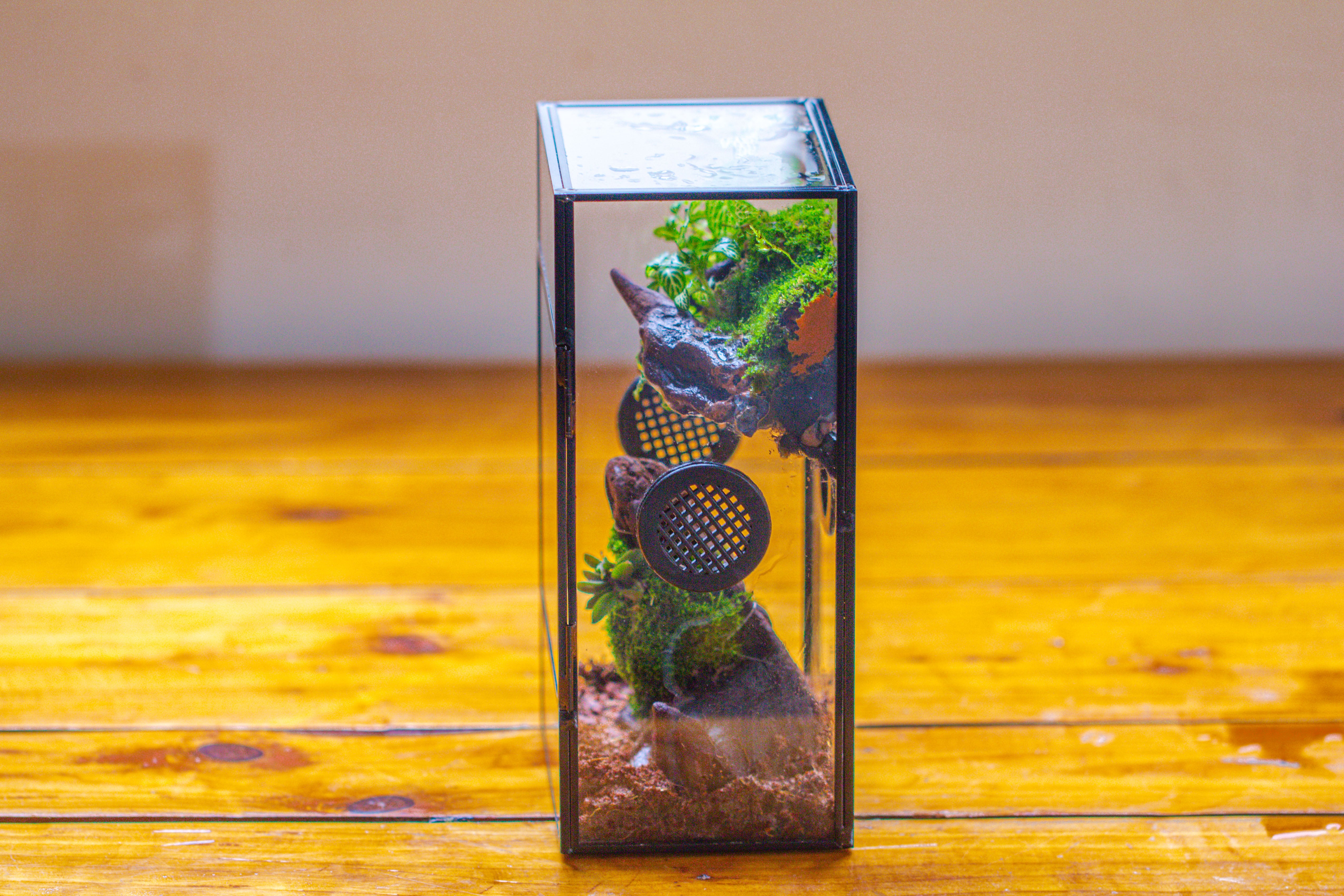 Glass Rectangle Terrarium Enclosure  for Small Insect, Jumping Spider, Snail - NCYPgarden