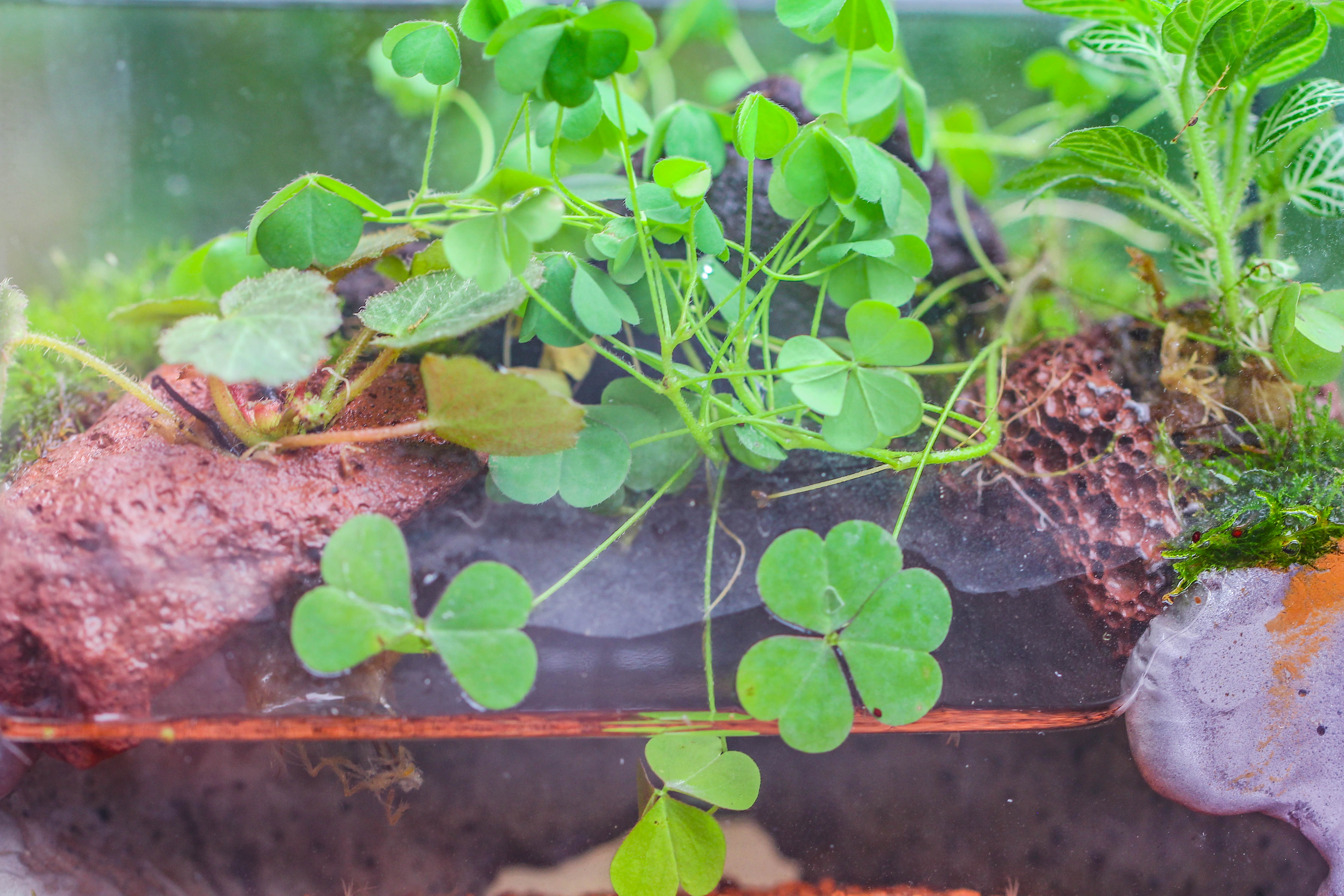 Red Horticultural Lava Rock Volcanic Rock Soil for Cacti Succulents Potted Plants Bonsai - NCYPgarden