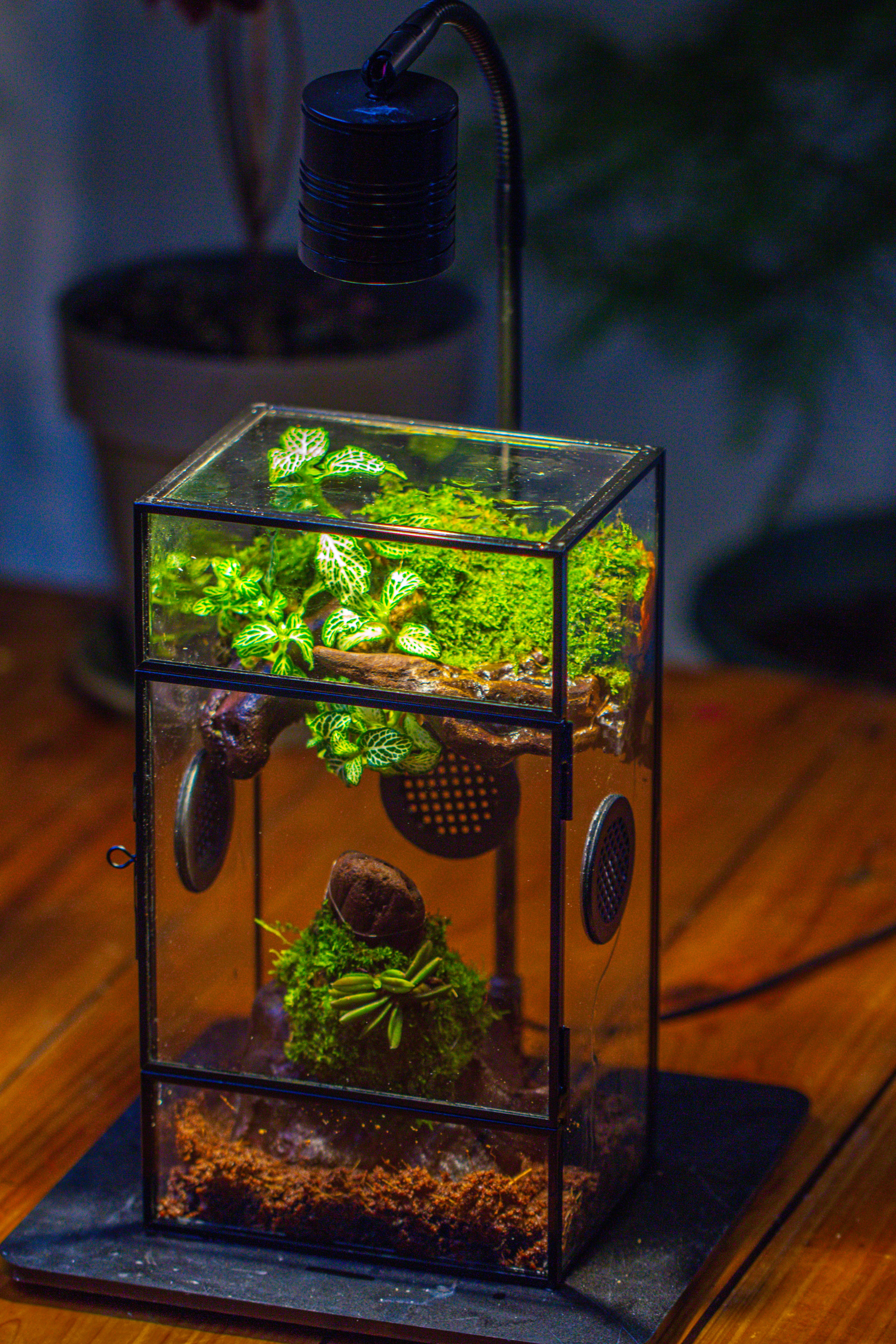 Glass Rectangle Terrarium Enclosure  for Small Insect, Jumping Spider, Snail - NCYPgarden