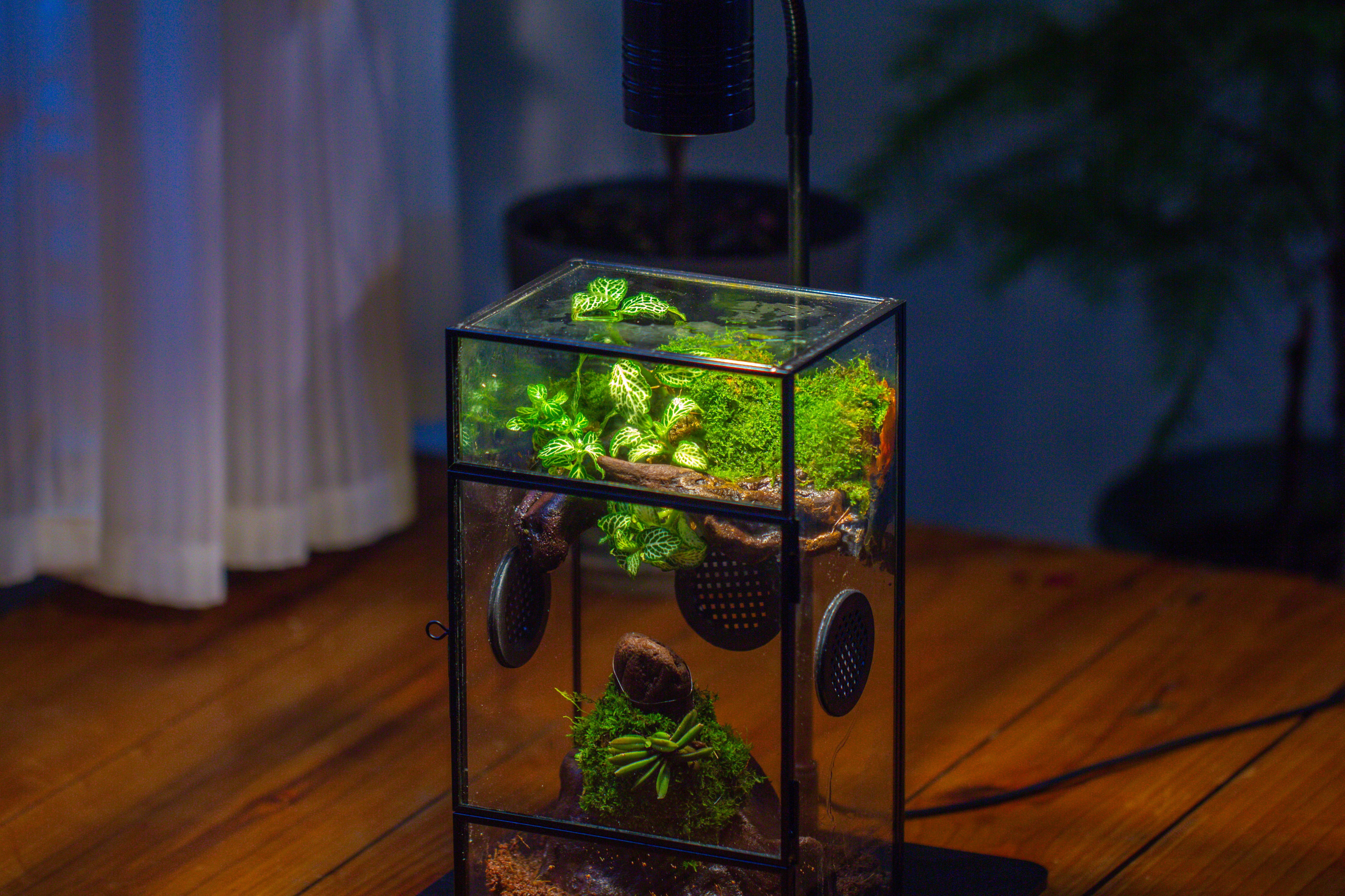 Glass Rectangle Terrarium Enclosure  for Small Insect, Jumping Spider, Snail - NCYPgarden