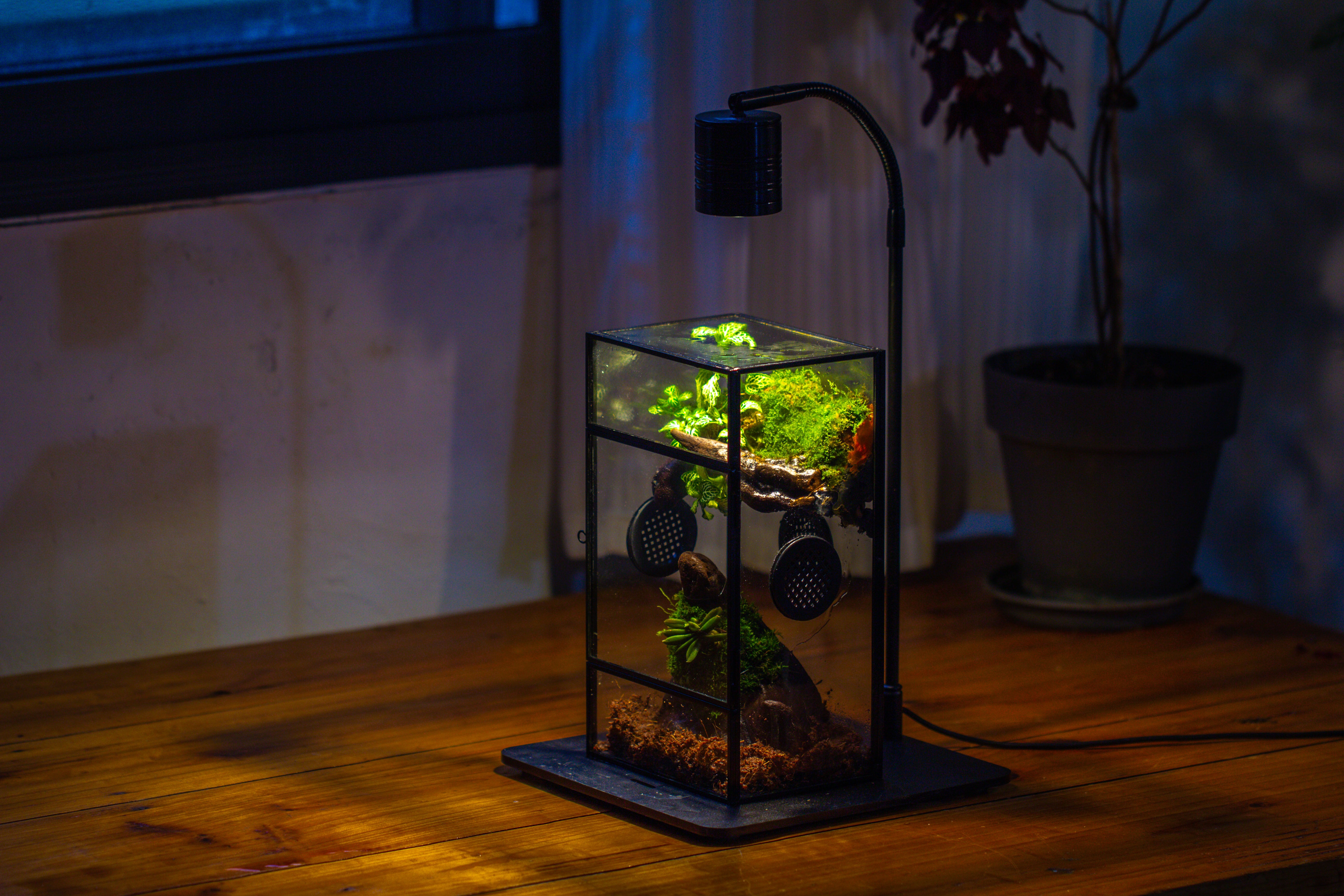 Glass Rectangle Terrarium Enclosure  for Small Insect, Jumping Spider, Snail - NCYPgarden