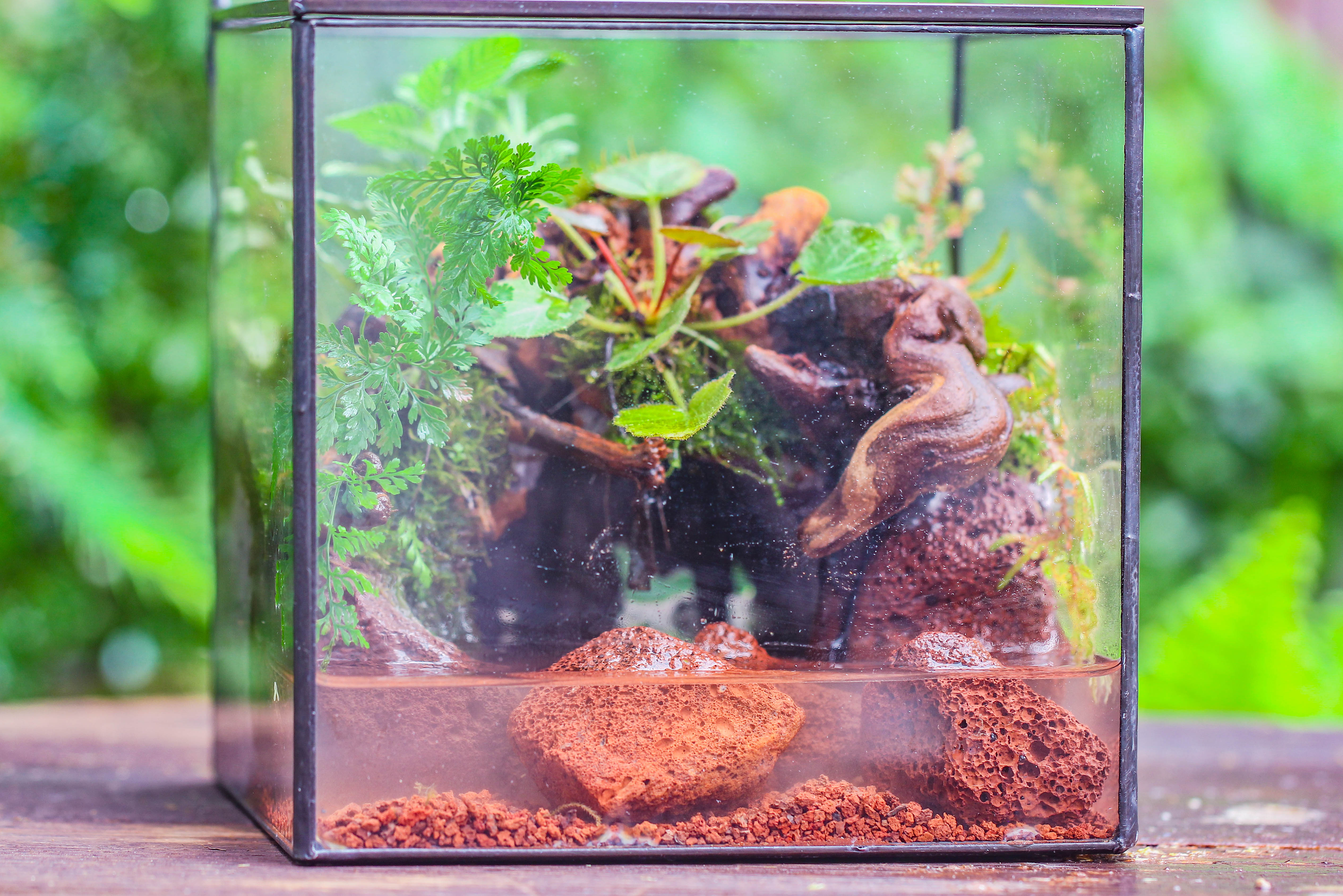 NCYP Watertight Close Cube 7" Geometric Glass Tin Terrarium, for small waterpond, moss landscape, Live Miniature, water pond, landscape - NCYPgarden