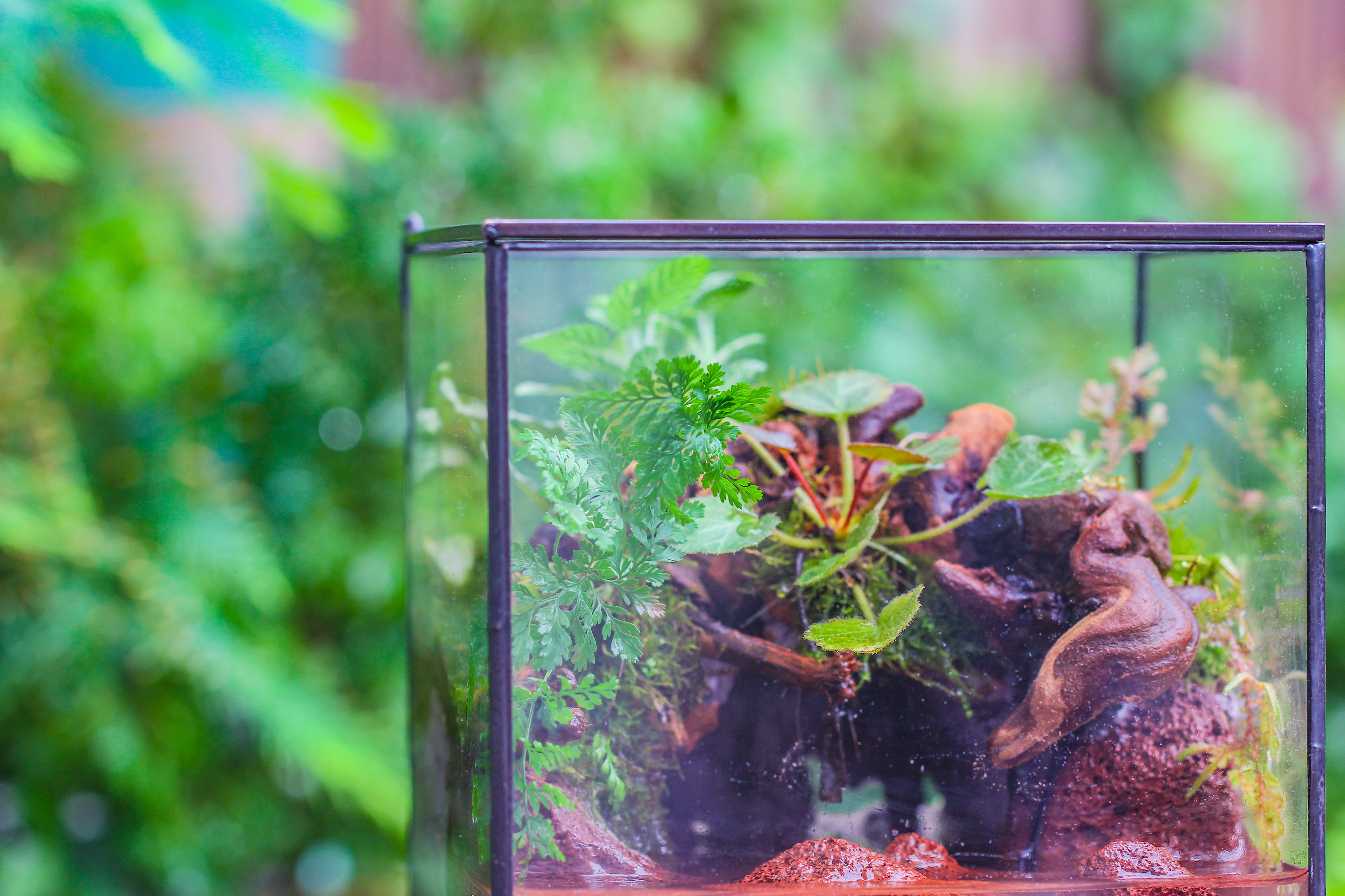 NCYP Watertight Close Cube 7" Geometric Glass Tin Terrarium, for small waterpond, moss landscape, Live Miniature, water pond, landscape - NCYPgarden