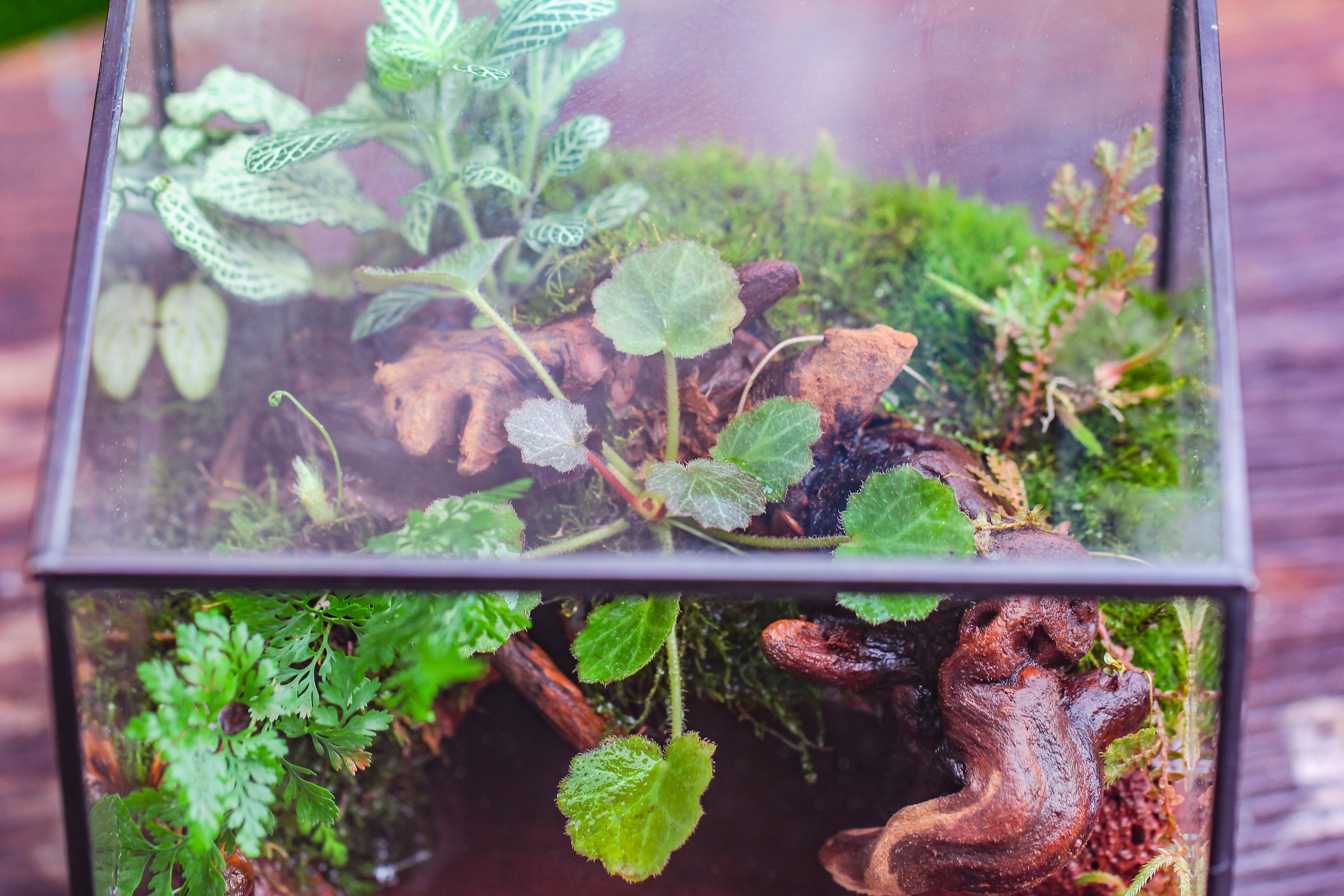 NCYP Watertight Close Cube 7" Geometric Glass Tin Terrarium, for small waterpond, moss landscape, Live Miniature, water pond, landscape - NCYPgarden