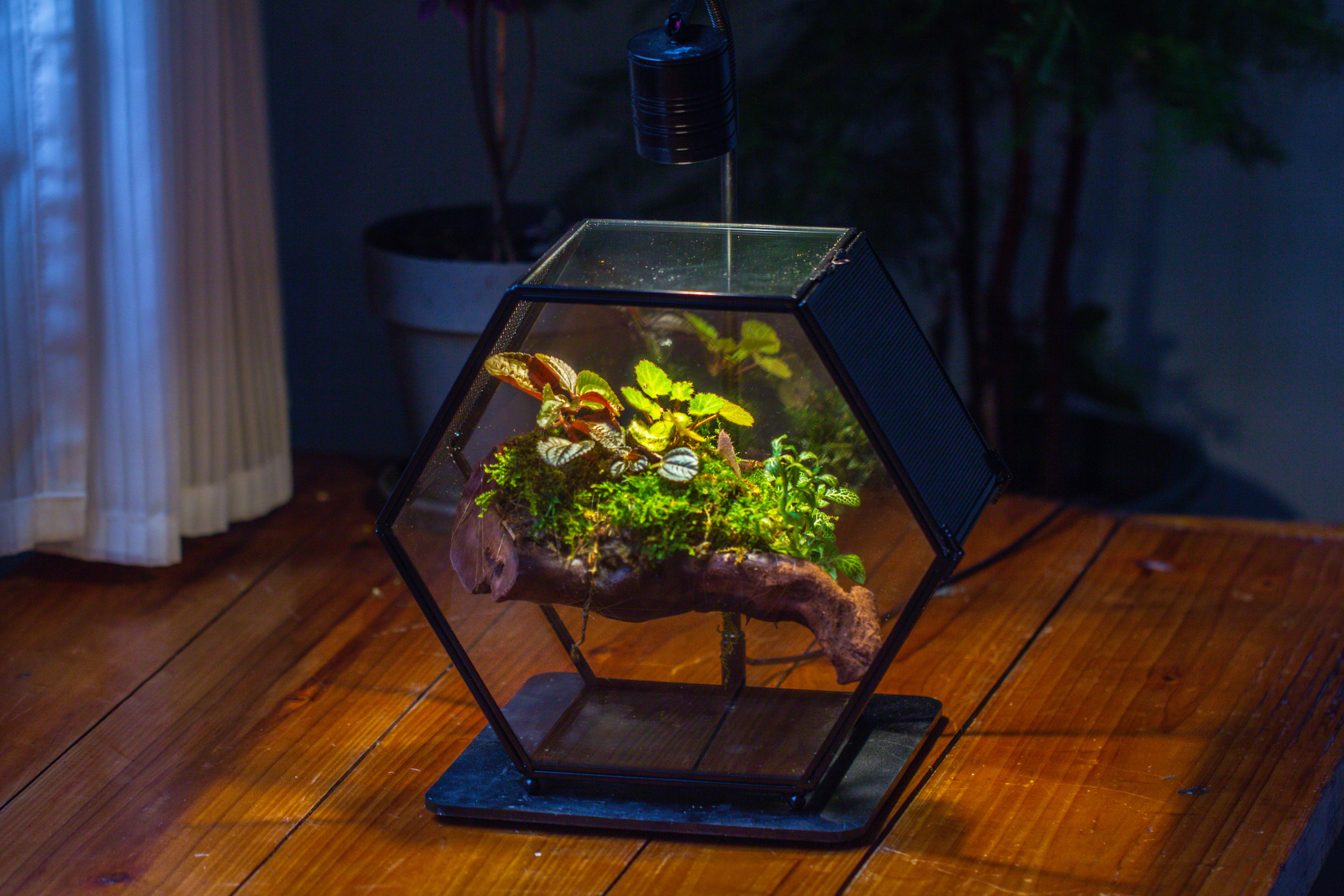 Handmade Hexagon Glass Geometric Terrarium Enclosure with Mesh Vents for Small Insects - NCYPgarden