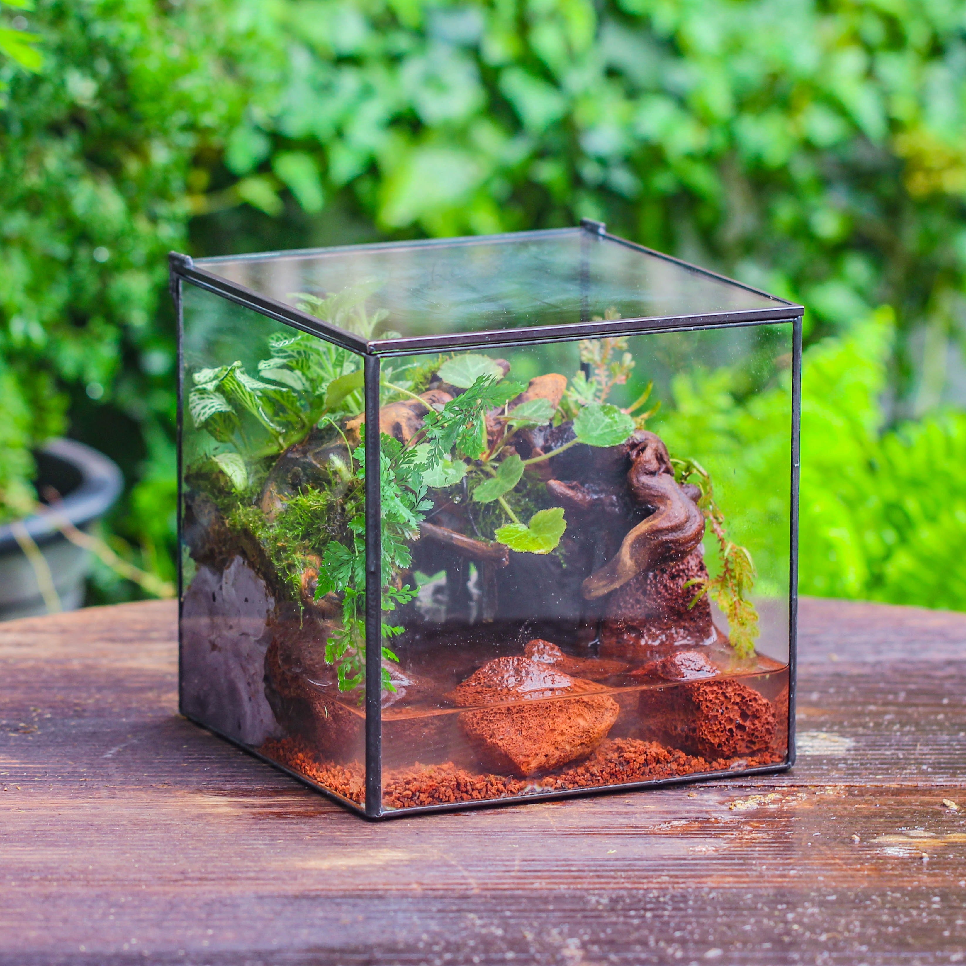 NCYP Watertight Close Cube 7" Geometric Glass Tin Terrarium, for small waterpond, moss landscape, Live Miniature, water pond, landscape - NCYPgarden