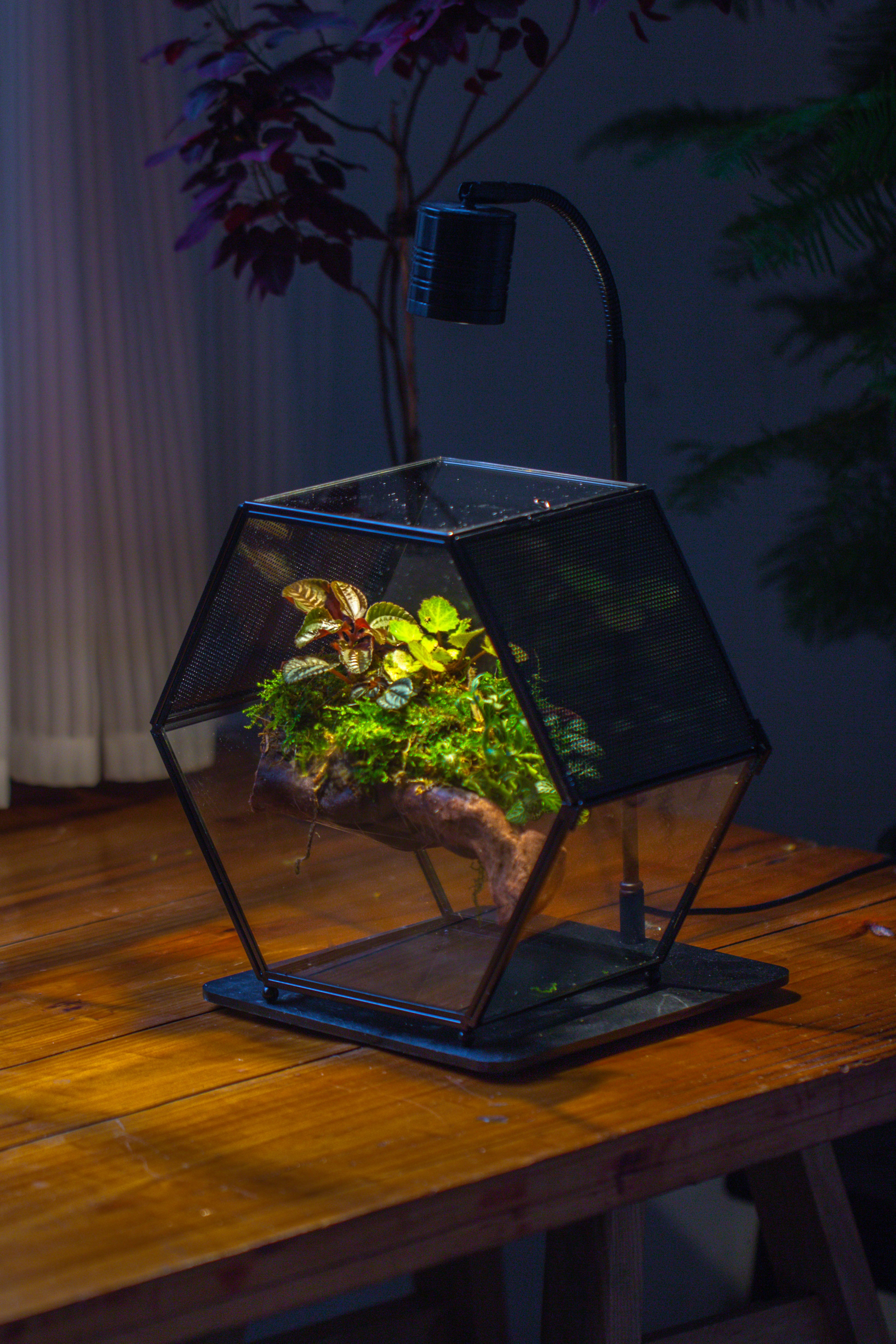 Handmade Hexagon Glass Geometric Terrarium Enclosure with Mesh Vents for Small Insects - NCYPgarden