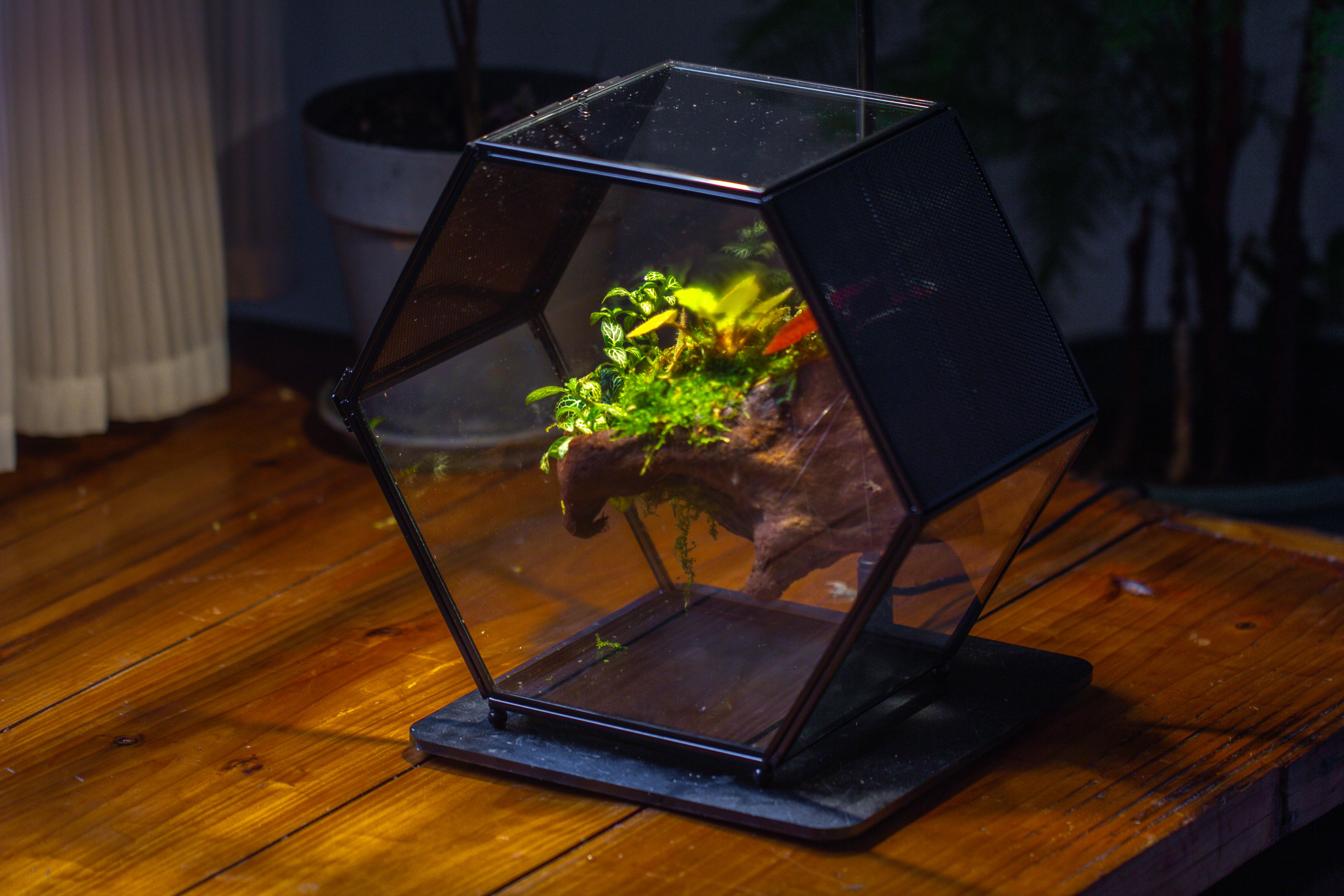 Handmade Hexagon Glass Geometric Terrarium Enclosure with Mesh Vents for Small Insects - NCYPgarden