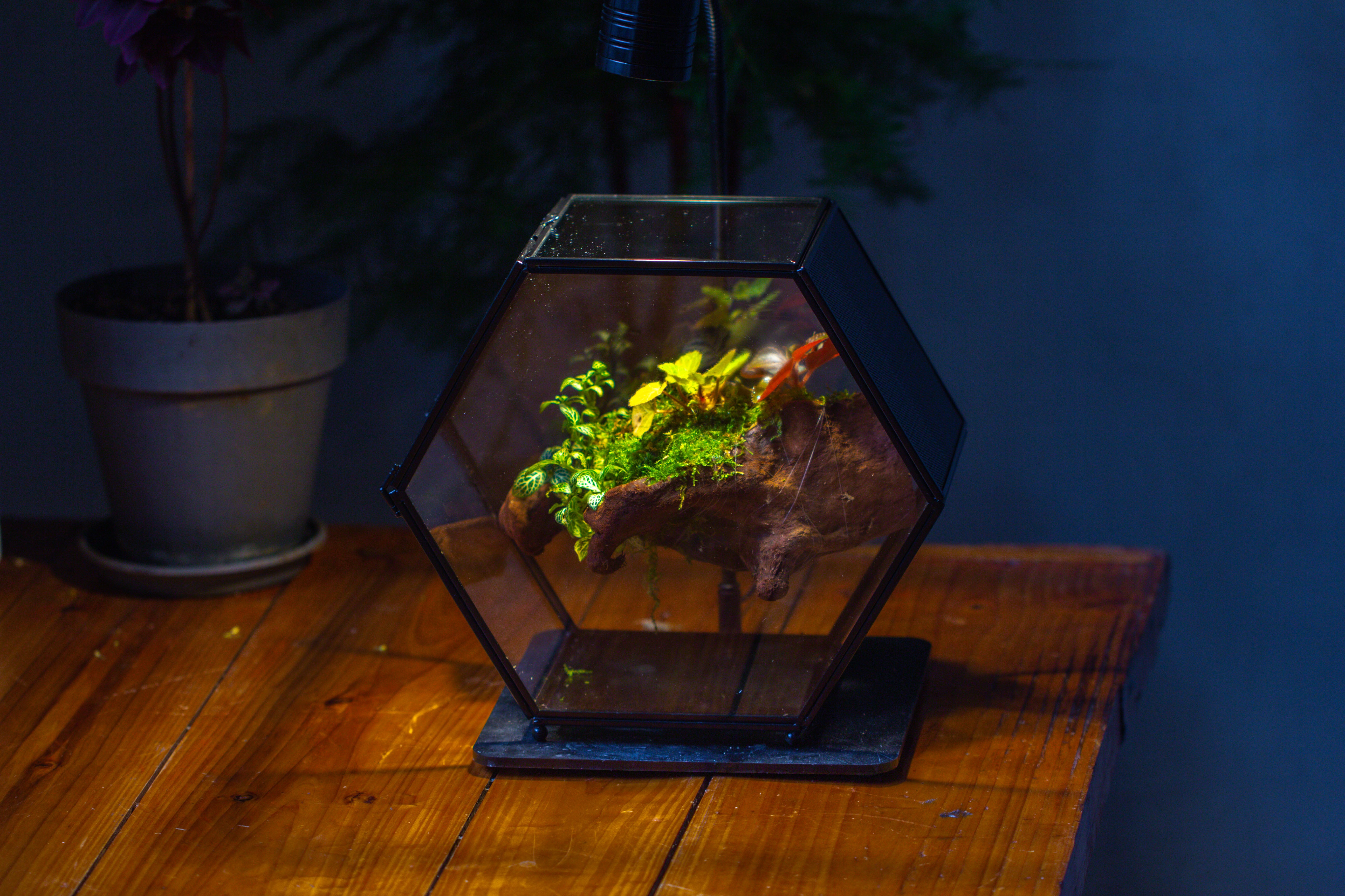 Handmade Hexagon Glass Geometric Terrarium Enclosure with Mesh Vents for Small Insects - NCYPgarden