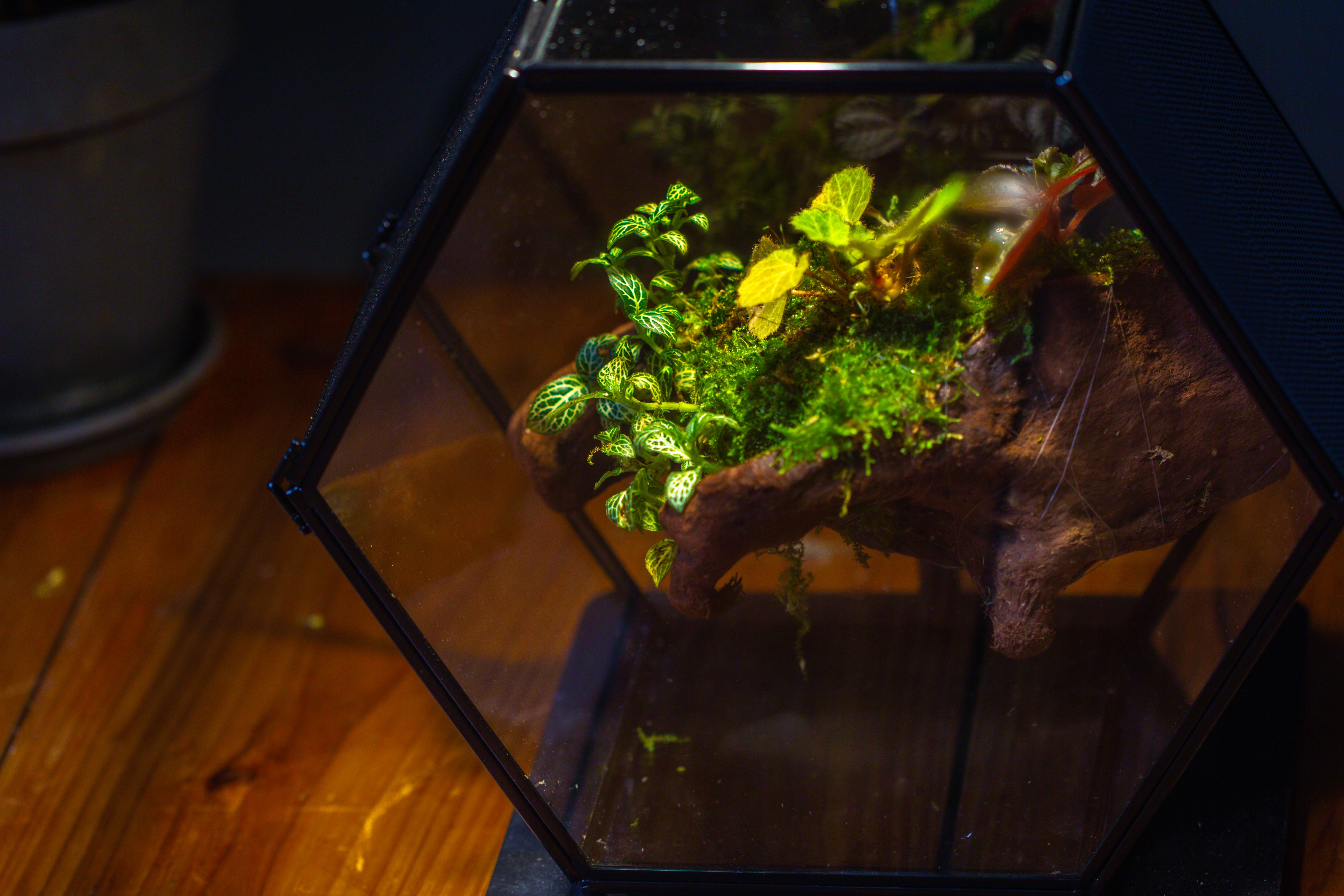 Handmade Hexagon Glass Geometric Terrarium Enclosure with Mesh Vents for Small Insects - NCYPgarden