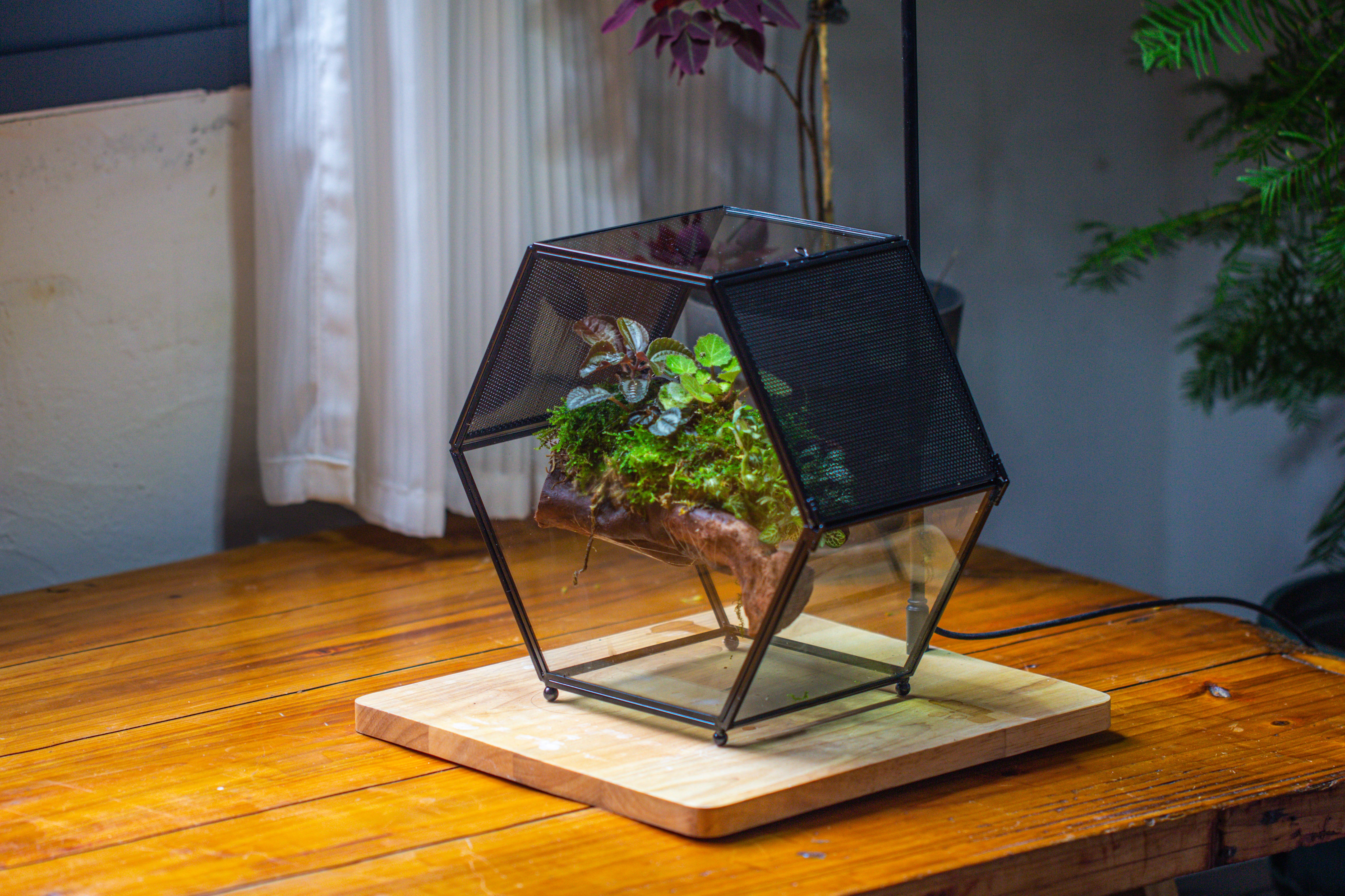 Handmade Hexagon Glass Geometric Terrarium Enclosure with Mesh Vents for Small Insects - NCYPgarden