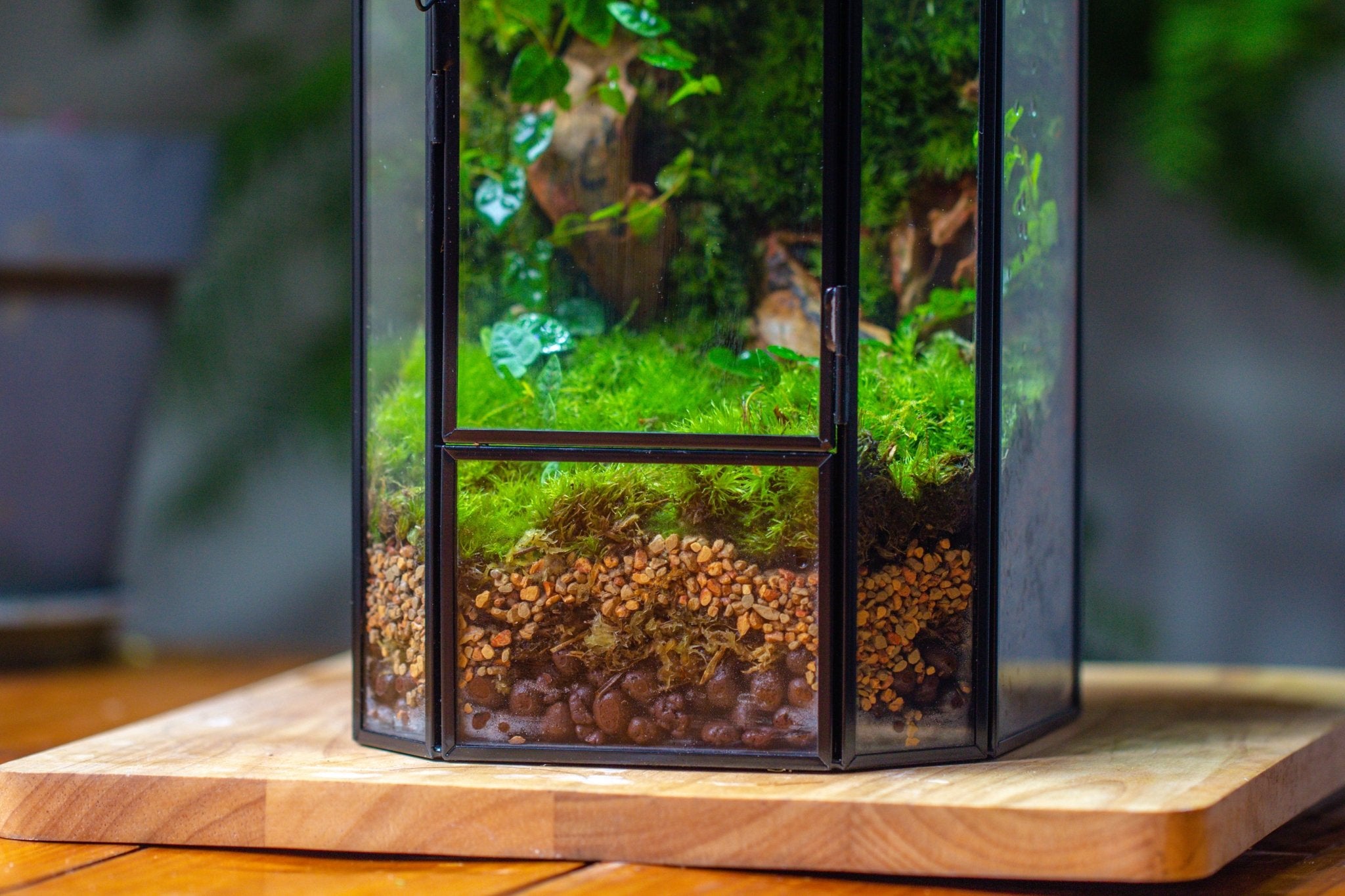 Vintage Tall Octagon Geometric Glass Terrarium , 12.6" , close, suitable for tall plants, orchid, small begonia Pitcher, Micro landscape - NCYPgarden