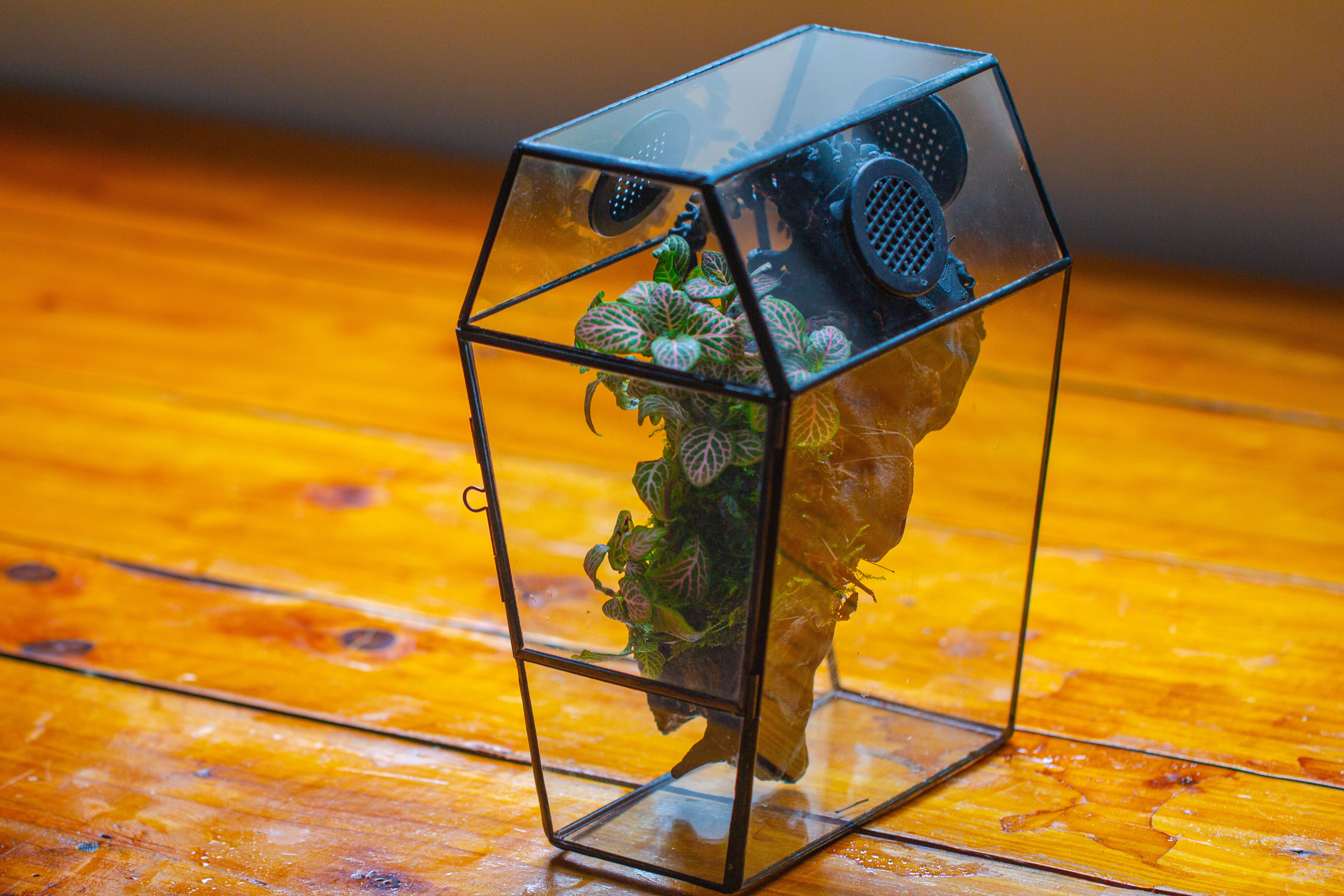 Coffin-Shaped Tin Glass Terrarium Enclosure, Gothic Style, for Jumping Spider, Insects, Snails - NCYPgarden