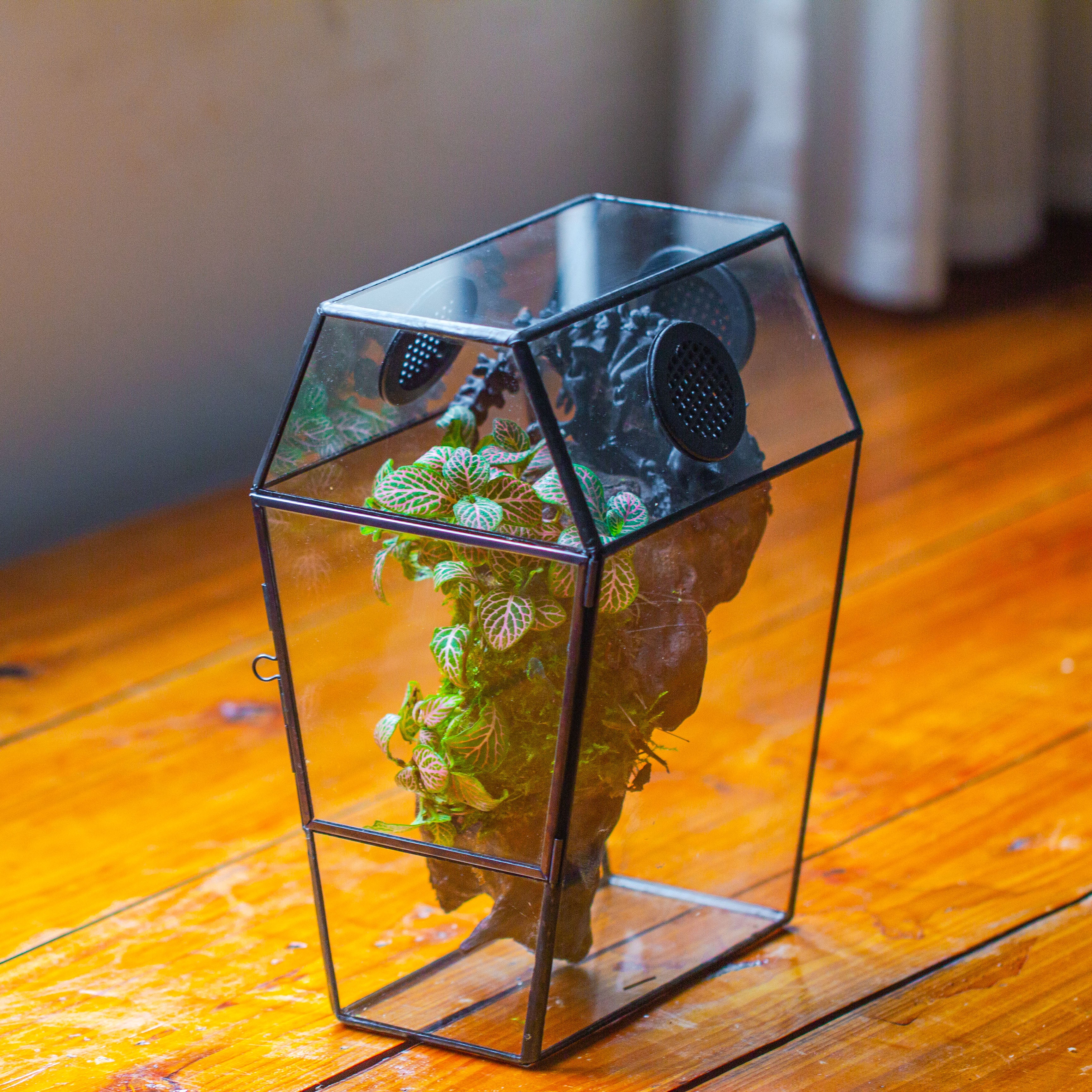 Coffin-Shaped Tin Glass Terrarium Enclosure, Gothic Style, for Jumping Spider, Insects, Snails - NCYPgarden