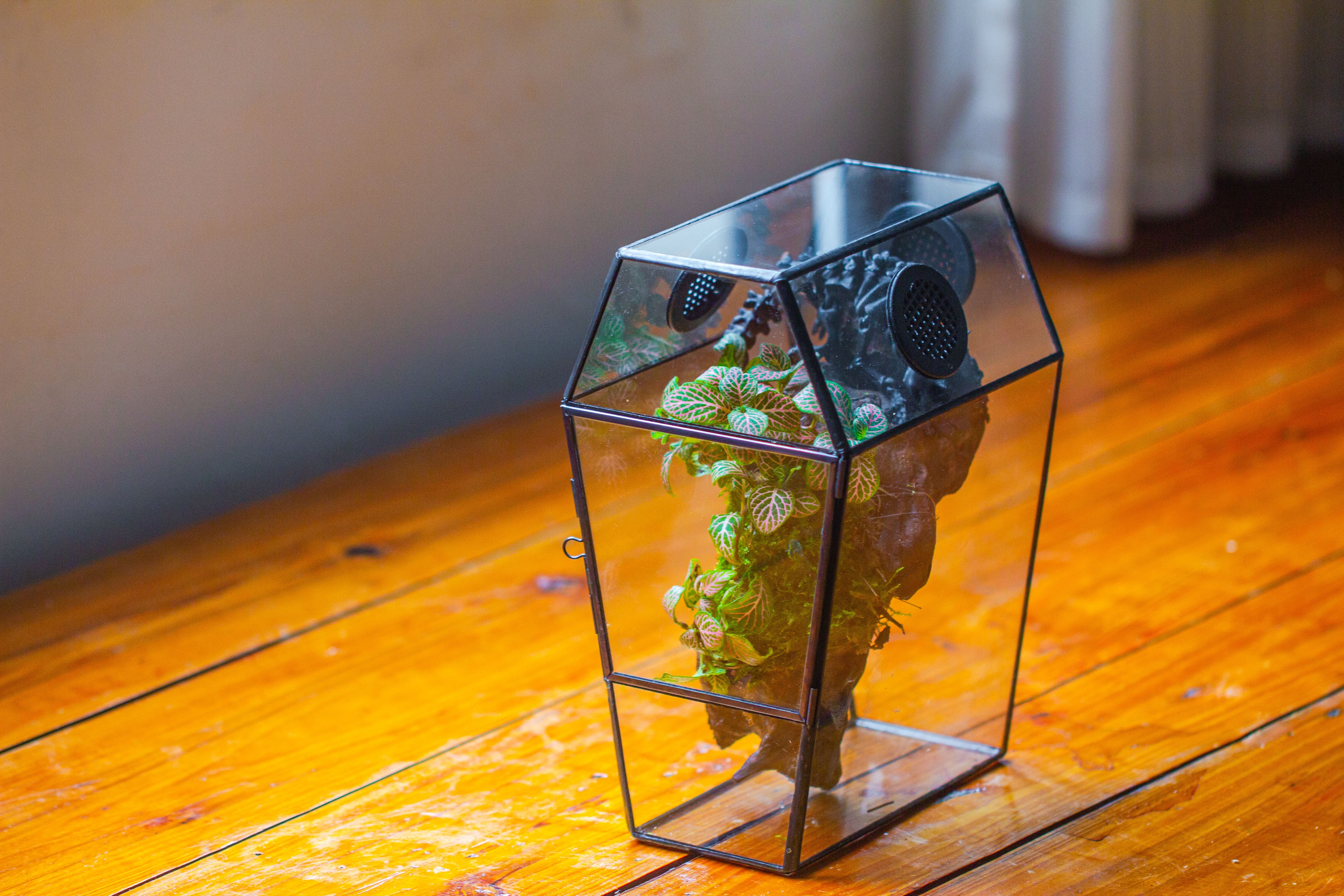 Coffin-Shaped Tin Glass Terrarium Enclosure, Gothic Style, for Jumping Spider, Insects, Snails - NCYPgarden