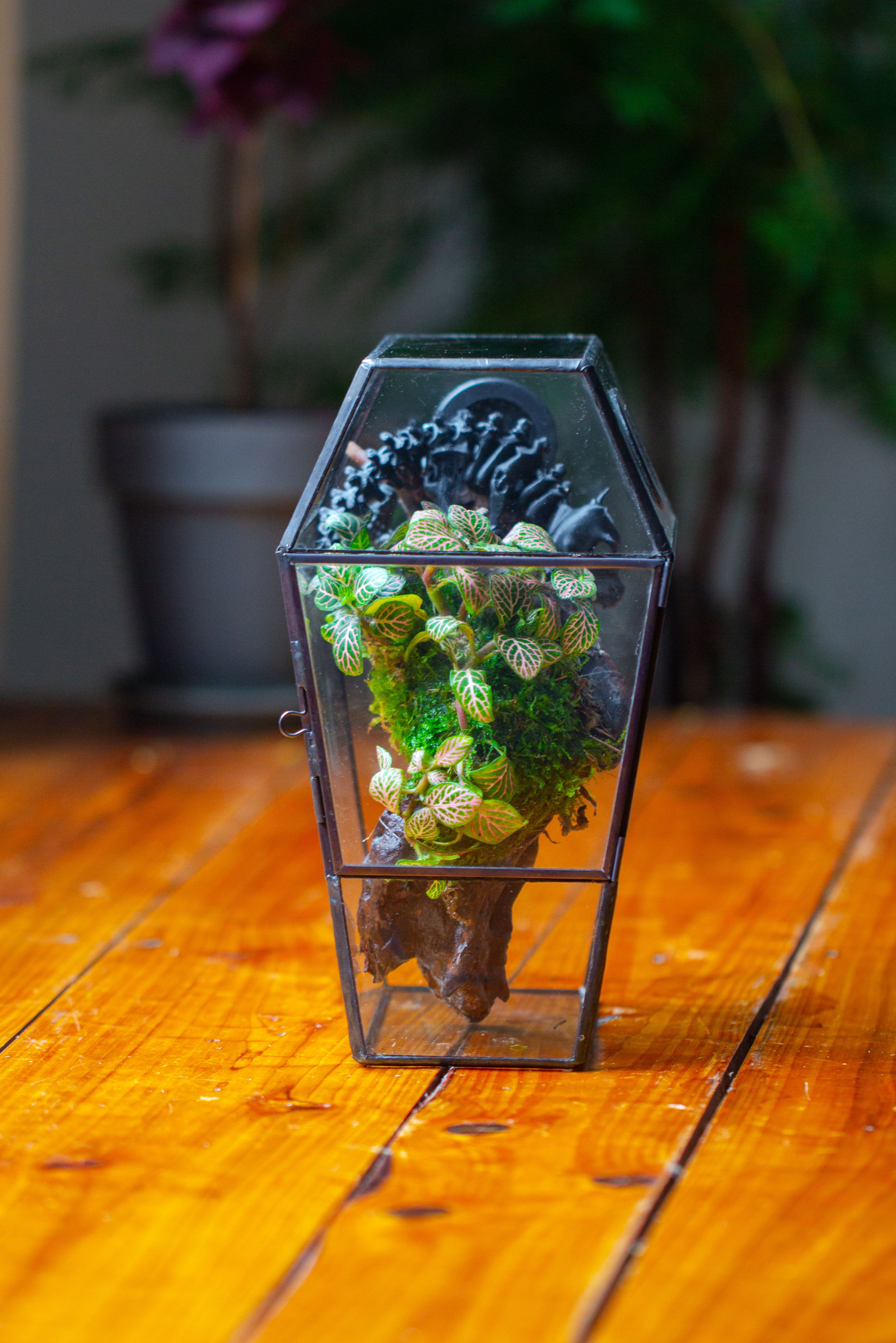 Coffin-Shaped Tin Glass Terrarium Enclosure, Gothic Style, for Jumping Spider, Insects, Snails - NCYPgarden