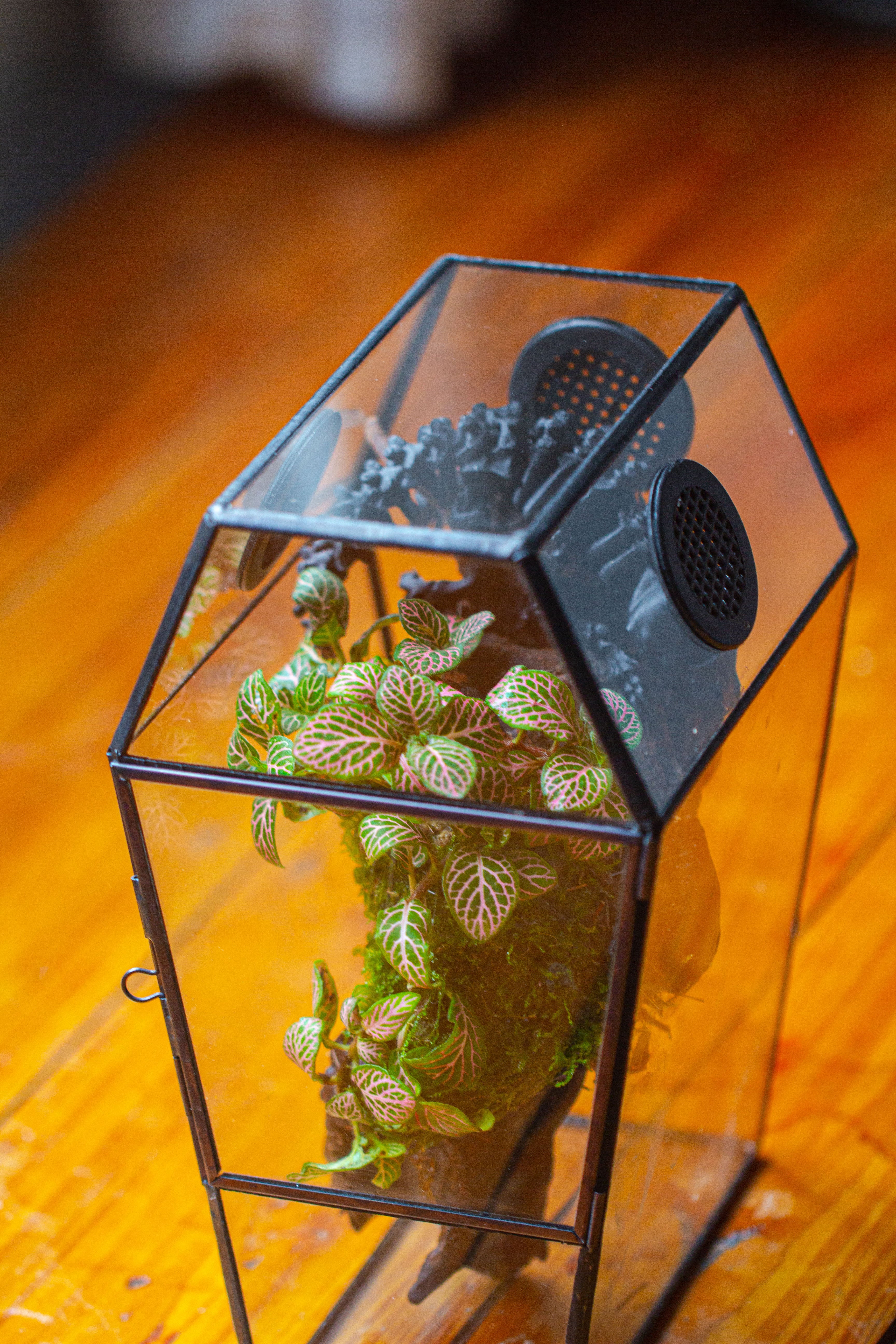 Coffin-Shaped Tin Glass Terrarium Enclosure, Gothic Style, for Jumping Spider, Insects, Snails - NCYPgarden