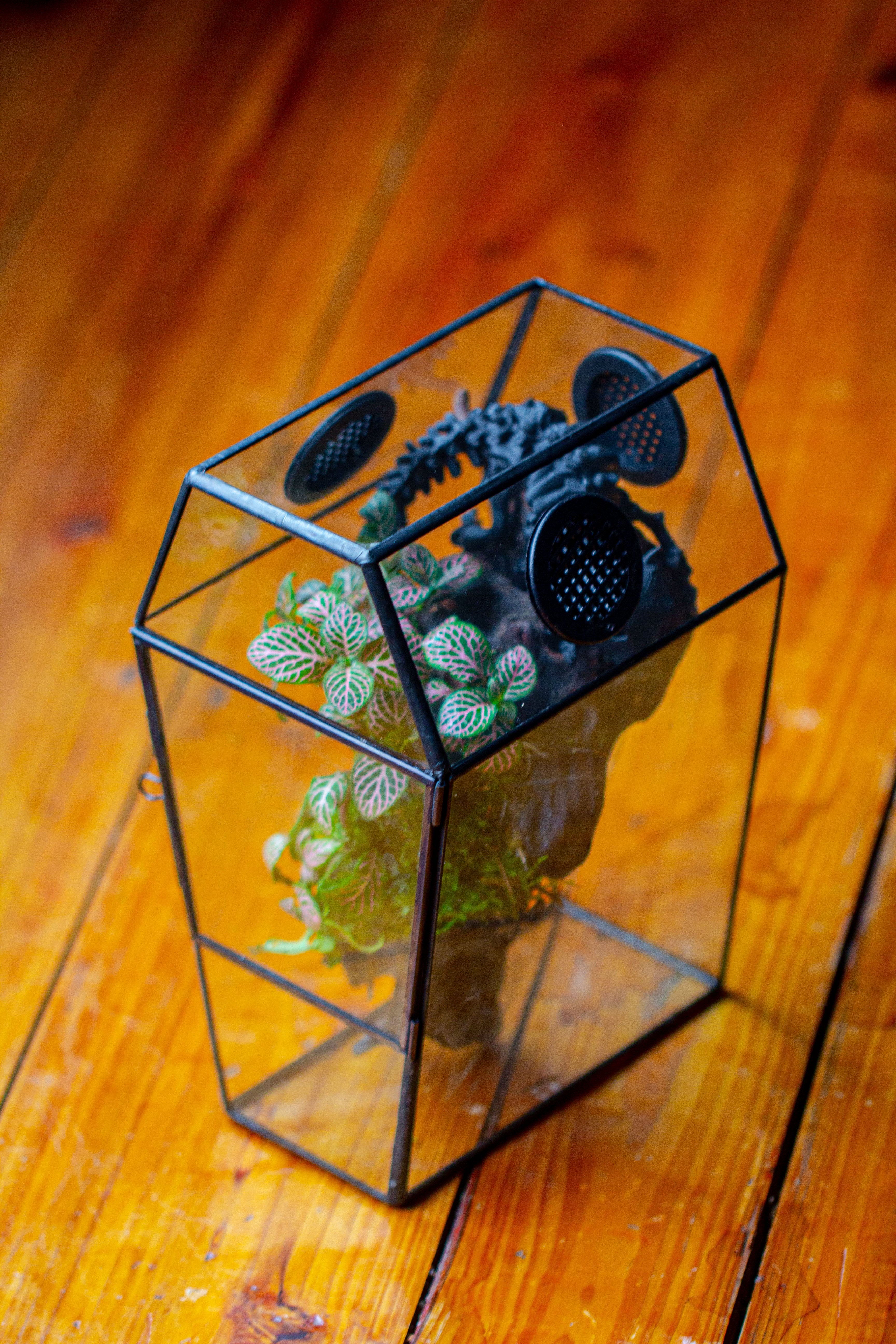 Coffin-Shaped Tin Glass Terrarium Enclosure, Gothic Style, for Jumping Spider, Insects, Snails - NCYPgarden