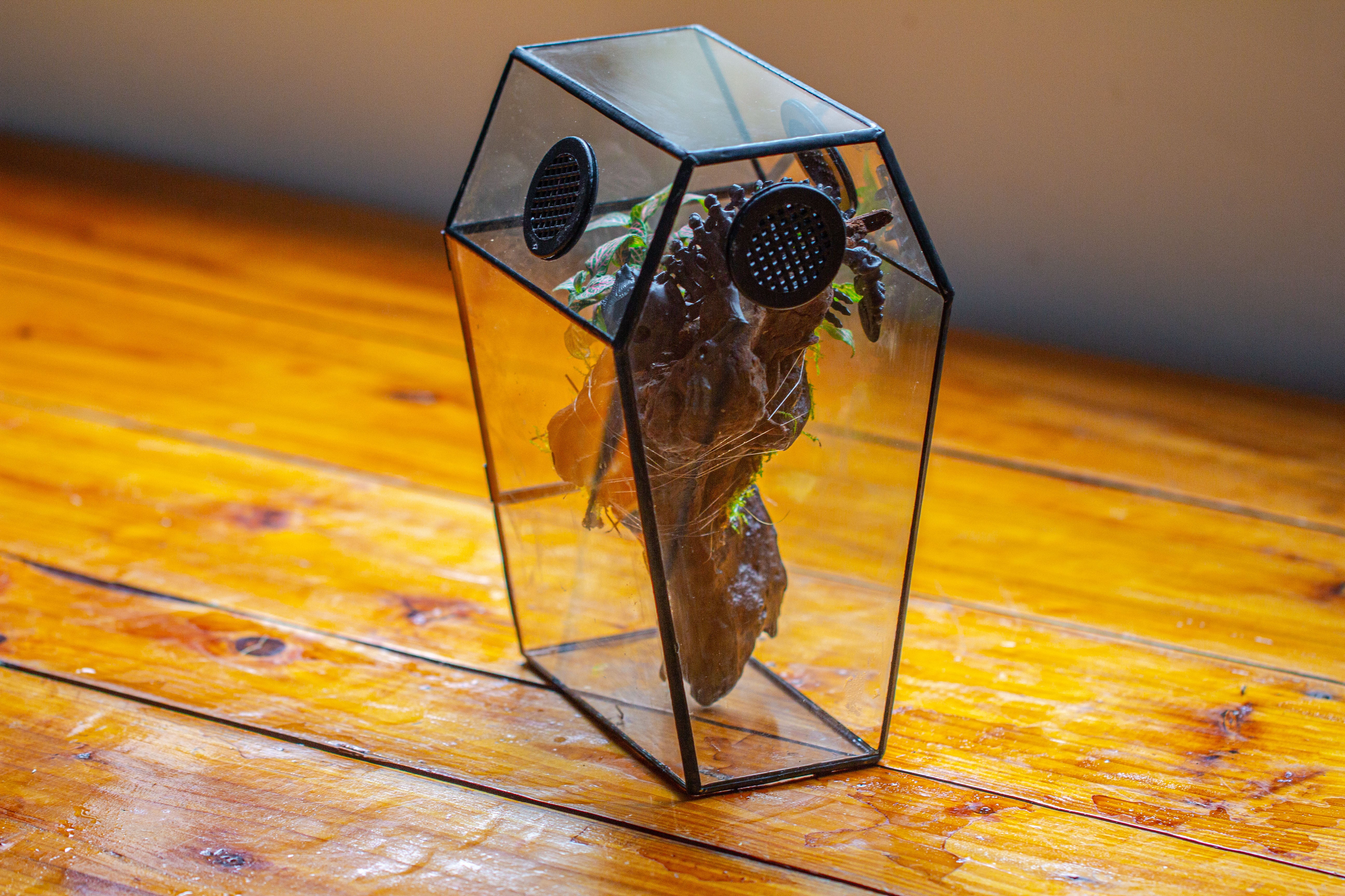 Coffin-Shaped Tin Glass Terrarium Enclosure, Gothic Style, for Jumping Spider, Insects, Snails - NCYPgarden