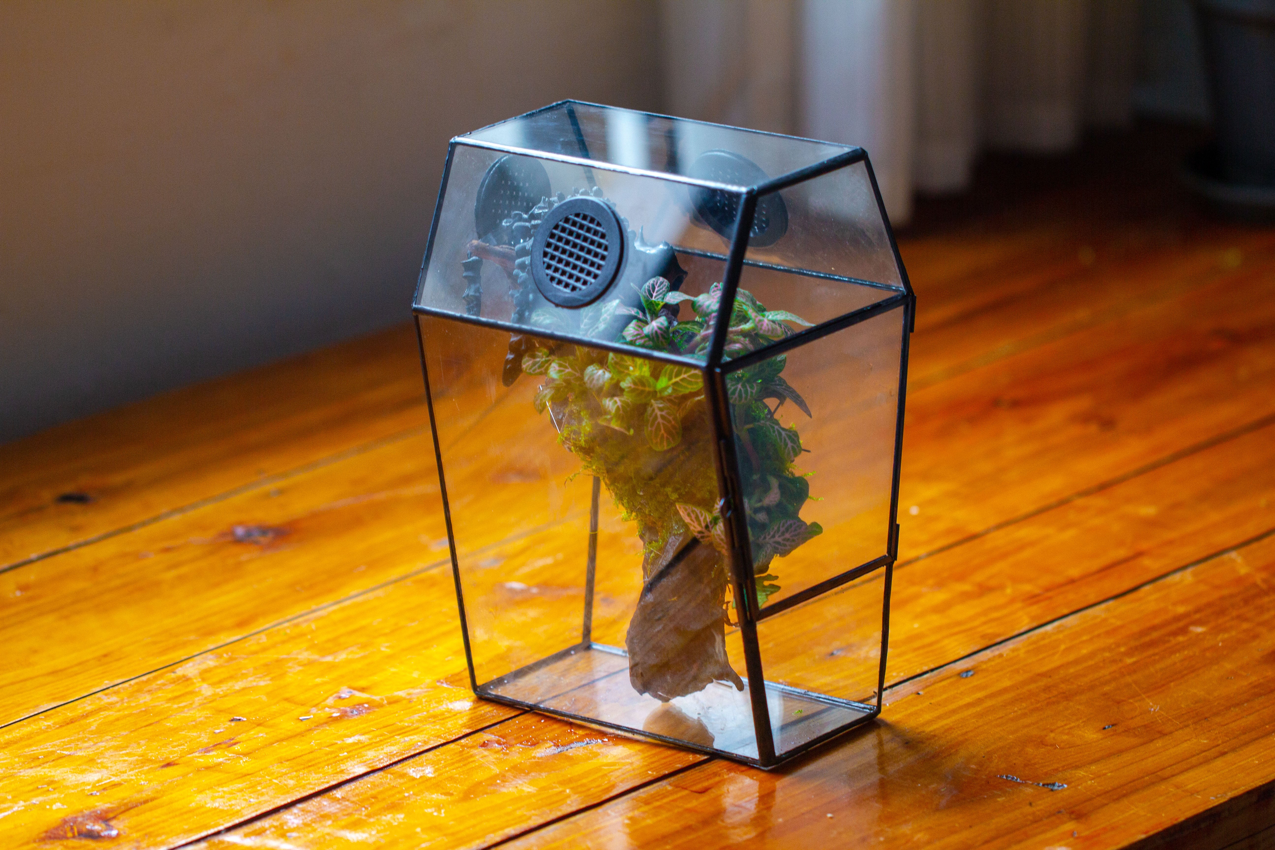 Coffin-Shaped Tin Glass Terrarium Enclosure, Gothic Style, for Jumping Spider, Insects, Snails - NCYPgarden
