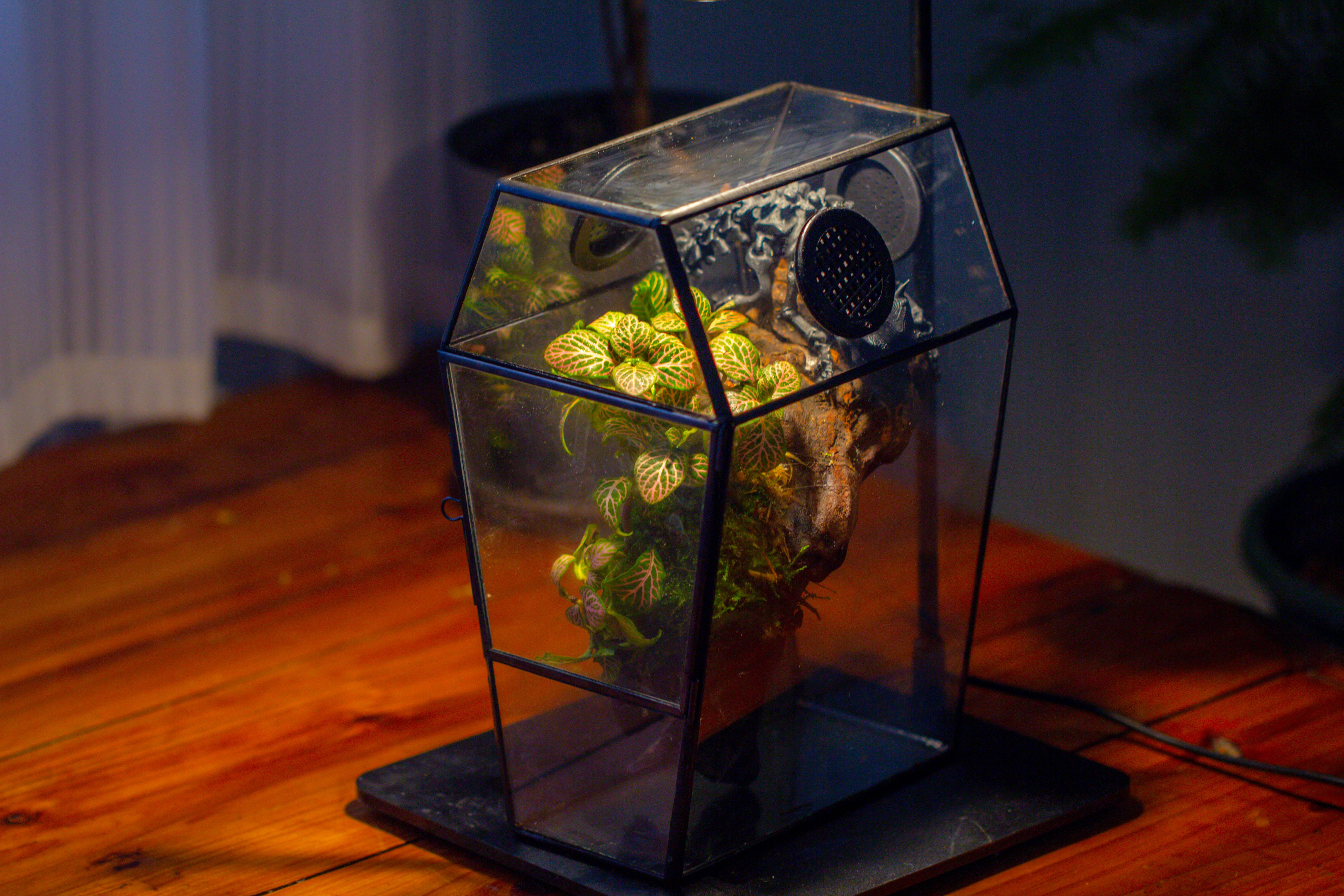 Coffin-Shaped Tin Glass Terrarium Enclosure, Gothic Style, for Jumping Spider, Insects, Snails - NCYPgarden