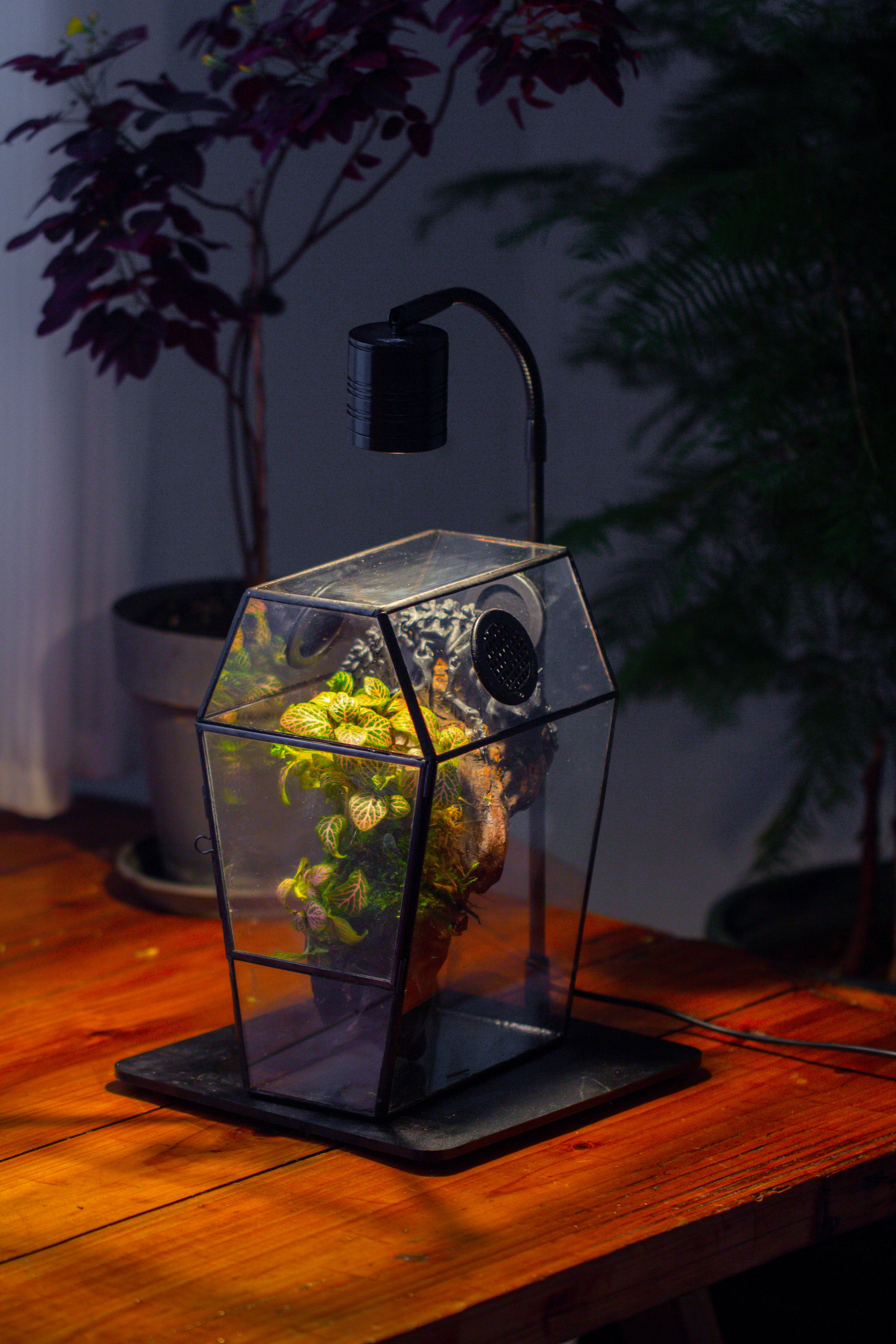 Coffin-Shaped Tin Glass Terrarium Enclosure, Gothic Style, for Jumping Spider, Insects, Snails - NCYPgarden